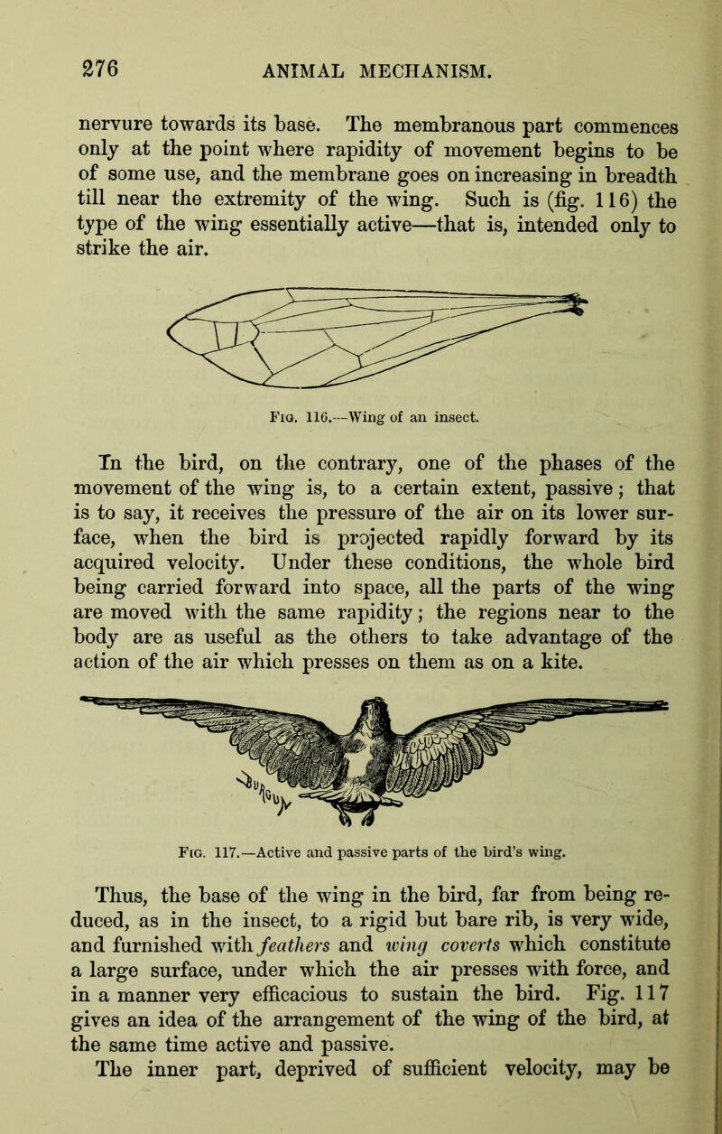 nervure towards its base. The membranous part commences only at the point where rapidity of movement begins to be of some use, and the membrane goes on increasing in breadth till near the extremity of the wing. Such is (fig. 116) the type of the wing essentially active—that is, intended only to strike the air. Tn the bird, on the contrary, one of the phases of the movement of the wing is, to a certain extent, passive; that is to say, it receives the pressure of the air on its lower sur- face, when the bird is projected rapidly forward by its acquired velocity. Under these conditions, the whole bird being carried forward into space, all the parts of the wing are moved with the same rapidity; the regions near to the body are as useful as the others to take advantage of the action of the air which presses on them as on a kite. Fig. 117.—Active and passive parts of the bird’s wing. Thus, the base of the wing in the bird, far from being re- duced, as in the insect, to a rigid but bare rib, is very wide, and furnished with feathers and wing coverts which constitute a large surface, under which the air presses with force, and in a manner very efficacious to sustain the bird. Fig. 117 gives an idea of the arrangement of the wing of the bird, at the same time active and passive. The inner part, deprived of sufficient velocity, may be