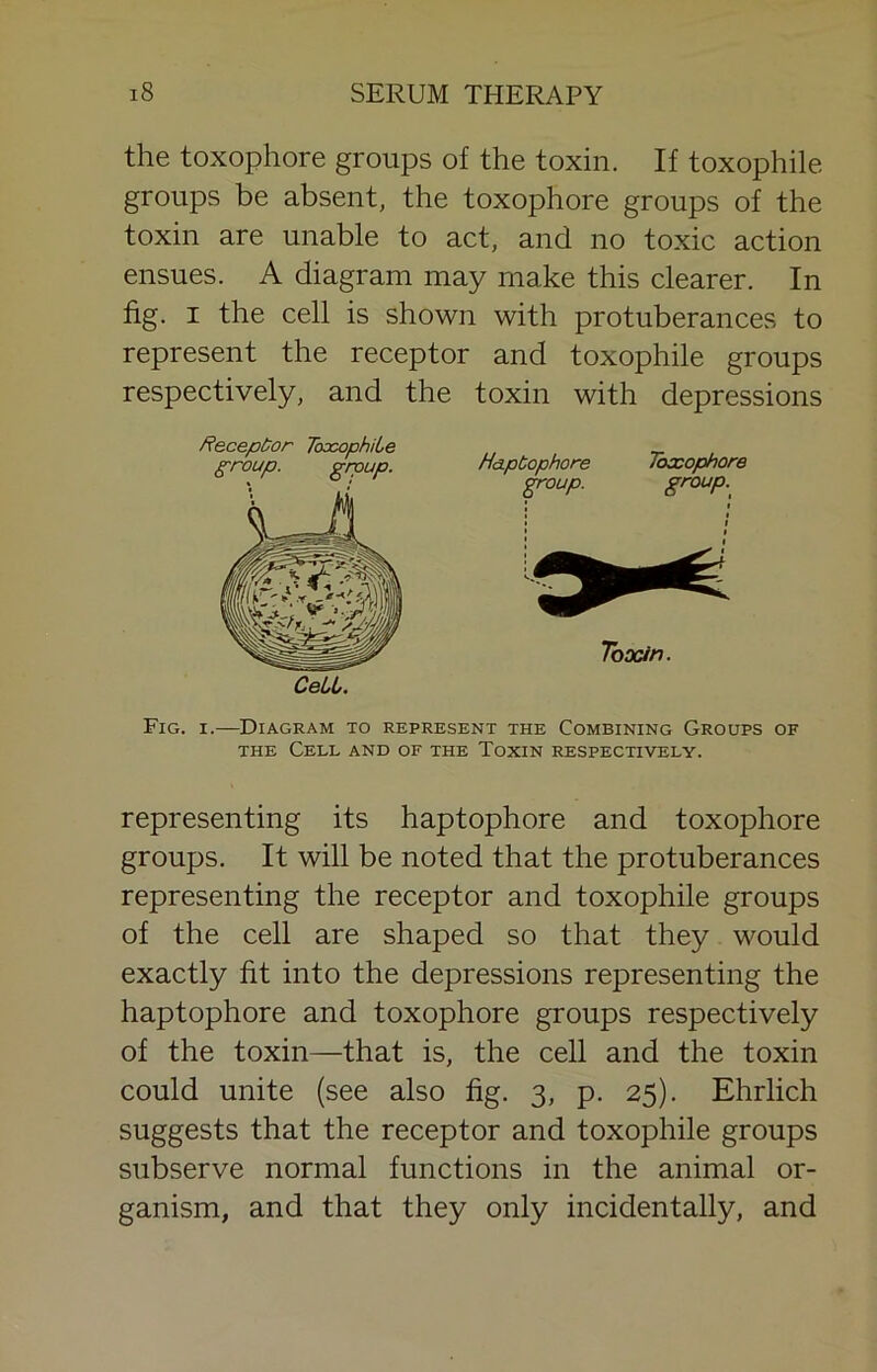 the toxophore groups of the toxin. If toxophile groups be absent, the toxophore groups of the toxin are unable to act, and no toxic action ensues. A diagram may make this clearer. In fig. I the cell is shown with protuberances to represent the receptor and toxophile groups respectively, and the toxin with depressions Receptor ToxophiLe HapCophore Toccophore group. ^/WyO. Toocin. Fig. I.—Diagram to represent the Combining Groups of THE Cell and of the Toxin respectively. representing its haptophore and toxophore groups. It will be noted that the protuberances representing the receptor and toxophile groups of the cell are shaped so that they would exactly fit into the depressions representing the haptophore and toxophore groups respectively of the toxin—that is, the cell and the toxin could unite (see also fig. 3, p. 25). Ehrlich suggests that the receptor and toxophile groups subserve normal functions in the animal or- ganism, and that they only incidentally, and