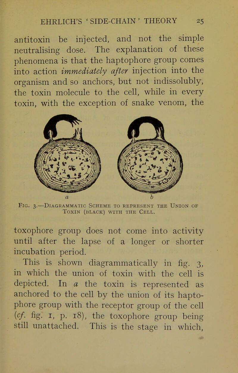 antitoxin be injected, and not the simple neutralising dose. The explanation of these phenomena is that the haptophore group comes into action immediately after injection into the organism and so anchors, but not indissolubly, the toxin molecule to the cell, while in every toxin, with the exception of snake venom, the Toxin (black) with the Cell. toxophore group does not come into activity until after the lapse of a longer or shorter incubation period. This is shown diagrammatically in fig. 3, in which the union of toxin with the cell is depicted. In a the toxin is represented as anchored to the cell by the union of its hapto- phore group with the receptor group of the cell W- fig- P- 18), the toxophore group being still unattached. This is the stage in which,