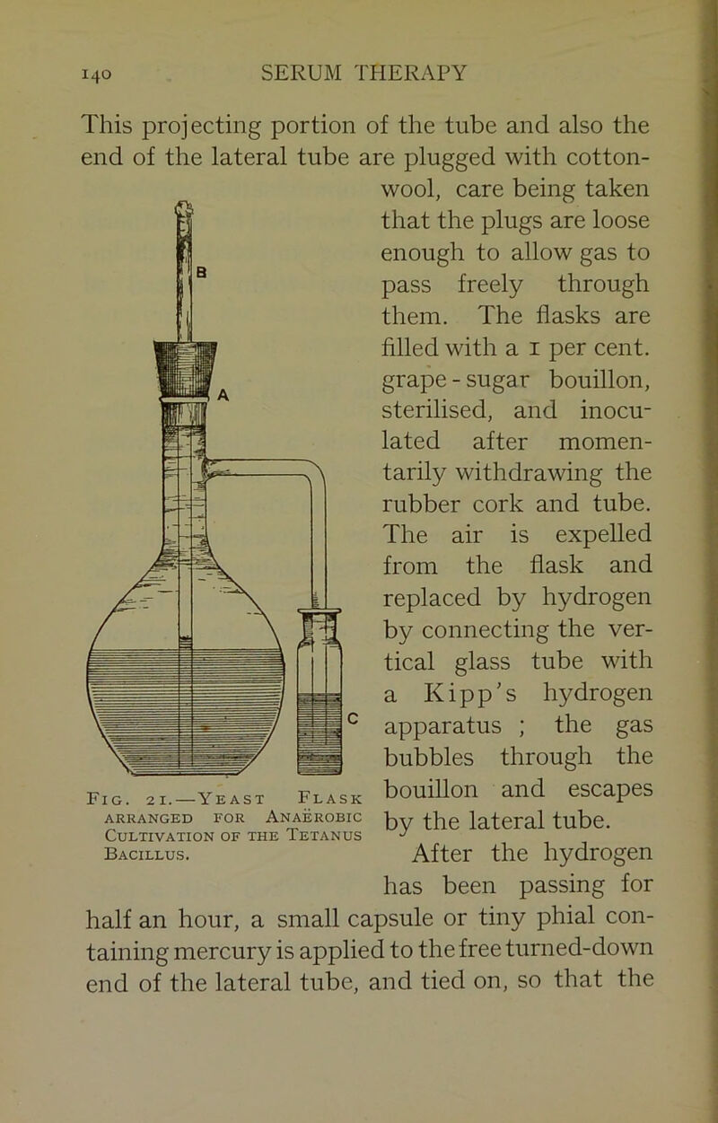 This projecting portion of the tube and also the end of the lateral tube are plugged with cotton- wool, care being taken that the plugs are loose enough to allow gas to pass freely through them. The flasks are filled with a i per cent, grape - sugar bouillon, sterilised, and inocu- lated after momen- tarily withdrawing the rubber cork and tube. The air is expelled from the flask and replaced by hydrogen by connecting the ver- tical glass tube with a Kipp's hydrogen apparatus ; the gas bubbles through the Fig. 2I.-YEAST Flask bouillou and escapes ARRANGED FOR ANAEROBIC lateral tube. Cultivation of the Tetanus Bacillus. After the hydrogen has been passing for half an hour, a small capsule or tiny phial con- taining mercury is applied to the free turned-down end of the lateral tube, and tied on, so that the