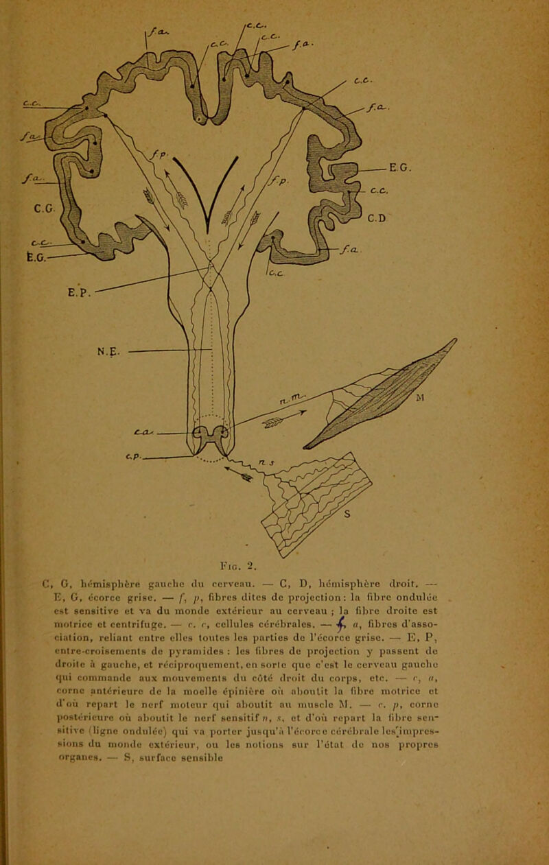 Fie. 2. C, G, hémisphère gauche du cerveau. — C, D, hémisphère droit. — F, G, écorce grise. — /’, /;, fibres dites de projection: la fibre ondulée est sensitive et va du monde extérieur au cerveau ; la fibre droite est motrice et centrifuge. — r. r, cellules cérébrales. — a, fibres d'asso- ciation, reliant entre elles toutes les parties de l’écorce grise. — E, P, entre-croisements de pyramides : les fibres de projection y passent de droite à gauche, et réciproquement, en sorte que c’est le cerveau gauche qui commande aux mouvements du côté droit du corps, etc. — r, a, corne antérieure de la moelle épinière où aboutit la fibre motrice et d’où repart le nerf moteur qui aboutit au muscle M. — r. j>, corne postérieure où aboutit le nerf sensitif /», .t, et d’où repart la fibre sen- sitive ' ligne ondulée) qui va porter jusqu’à l’écorce cérébrale lesjmprcs- fiions du monde extérieur, ou les notions sur l’état de nos propres organes. — S, surface sensible