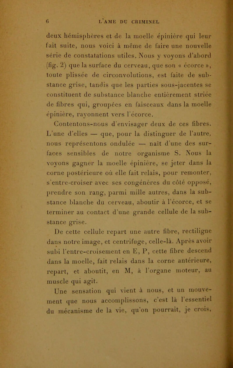 deux hémisphères et de la moelle épinière qui leur fait suite, nous voici à même de faire une nouvelle série de constatations utiles. Nous y voyons d’abord (fig. 2) que la surface du cerveau, que son « écorce », toute plissée de circonvolutions, est faite de sub- stance grise, tandis que les parties sous-jacentes se constituent de substance blanche entièrement striée de fibres qui, groupées en faisceaux dans la moelle épinière, rayonnent vers l'écorce. Contentons-nous d’envisager deux de ces fibres. L’une d’elles — que, pour la distinguer de l’autre, nous représentons ondulée — naît d'une des sur- faces sensibles de notre organisme S. Nous la voyons gagner la moelle épinière, se jeter dans la corne postérieure où elle fait relais, pour remonter, s’entre-croiser avec ses congénères du côté opposé, prendre son rang, parmi mille autres, dans la sub- stance blanche du cerveau, aboutir à l’écorce, et se terminer au contact d’une grande cellule de la sub- stance grise. De celte cellule repart une autre fibre, rectiligne dans notre image, et centrifuge, celle-là. Après avoir subi l’entre-croisement en E, P, cette fibre descend dans la moelle, fait relais dans la corne antérieure, repart, et aboutit, en M, à l’organe moteur, au muscle qui agit. Une sensation qui vient à nous, et un mouve- ment que nous accomplissons, c’est là l’essentiel du mécanisme de la vie, qu’on pourrait, je crois,