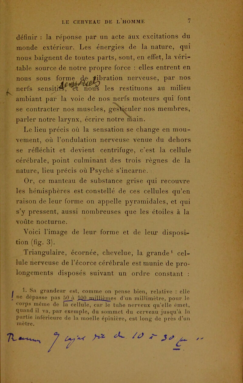 définir : la réponse par un acte aux excitations du monde extérieur. Les énergies de la nature, qui nous baignent de toutes parts, sont, en effet, la véri- table source de notre propre force : elles entrent en nous sous forme de fibration nerveuse, par nos nerfs sensitrref et nous les restituons au milieu ambiant par la voie de nos nerfs moteurs qui font se contracter nos muscles, gesticuler nos membres, parler notre larynx, écrire notre main. Le lieu précis où la sensation se change en mou- vement, où l’ondulation nerveuse venue du dehors se réfléchit et devient centrifuge, c’est la cellule cérébrale, point culminant des trois règnes de la nature, lieu précis où Psyché s’incarne. Or, ce manteau de substance grise qui recouvre les hémisphères est constellé de ces cellules qu’en raison de leur forme on appelle pyramidales, et qui s’y pressent, aussi nombreuses que les étoiles à la voûte nocturne. Voici l’image de leur forme et de leux disposi- tion (lig. 3). Triangulaire, écornée, chevelue, la grande1 cel- lule nerveuse de l’écorce cérébrale est munie de pro- longements disposés suivant un ordre constant : • 1. Sa grandeur est, comme on pense bien, relative : elle ! ne dépasse pas 50 à 100 millièmes d’un millimètre, pour le corps même de la cellule, car le tube nerveux qu’elle émet, quand il va, par exemple, du sommet du cerveau jusqu’à lu partie inférieure de la moelle épinière, est long de près d’uu mètre. J ^ /à f - ^