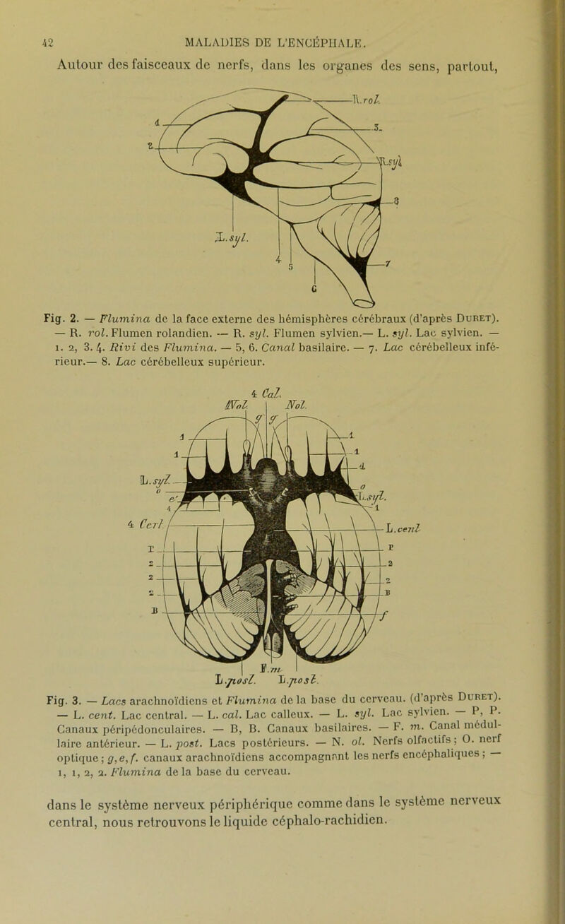 Autour des faisceaux de nerfs, dans les organes des sens, partout, Fig. 2. — Flumina de la face externe des hémisphères cérébraux (d’après Duret). — R. roi. Flumen rolandien. — R. syl. Flumen sylvien.— L. syl. Lac sylvien. — 1.2, 3. 4- Rivi des Flumina. — 5, 6. Canal basilaire. — 7. Lac cérébelleux infé- rieur.— 8. Lac cérébelleux supérieur. 't Cal. Fig. 3. — Lacs arachnoïdiens et Flumina de la base du cerveau, (d après Duret). — L. cent. Lac central. — L. cal. Lac calleux. — L. syl. Lac sylvien. P, P. Canaux péripédonculaires. — B, B. Canaux basilaires. — F. m. Canal médul- laire antérieur. — L. post. Lacs postérieurs. — N. ol. Nerfs olfactifs ; O. nerf optique ; g, e, f. canaux arachnoïdiens accompagnant les nerfs encéphaliques ; 1, 1, 2, 2. Flumina delà base du cerveau. dans le système nerveux périphérique comme dans le système nerveux central, nous retrouvons le liquide céphalo-rachidien.