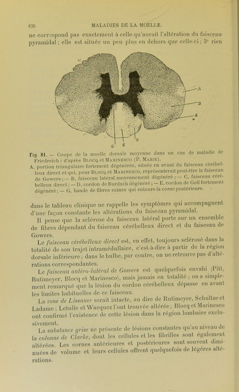 ne correspond pas exactement à celle qu’aurait l’altération du faisceau pyramidal ; elle est située un peu plus en dehors que celle-ci ; 3° rien Fig. 81. - Coupc de la moelle dorsale moyenne dans un cas de maladie de Friedreich : d’après Blocq et Marinesco (P. Marie). A, portion triangulaire fortement dégénérée, située en avant du faisceau cérébe - leux direct et qui, pour Blocq et Marinesco, représenterait peut-être le faisceau de Gowers ; — B, faisceau latéral moyennement dégénéré C, faisceau céré- belleux direct ; — D, cordon de Burdach dégénéré ; — E, cordon de Goll fortement dégénéré; — G, bande de fibres saines qui entoure la corne postérieure. dans le tableau clinique ne rappelle les symptômes qui accompagnent d’une façon constante les altérations du faisceau pyramidal. Il pense que la sclérose du faisceau latéral porte sur un ensemble de fibres dépendant du faisceau cérébelleux direct et du faisceau de Gowers. . , , . Le faisceau cérébelleux direct est, en effet, toujours sclérose dans la totalité de son trajet intramédullaire, c’est-à-dire à partir de la région dorsale inférieure ; dans le bulbe, par contre, on ne retrouve pas d alté- rations correspondantes. Le faisceau anléro-latéral de Gowers est quelquefois envahi (1 lit, Rutimcyer, Blocq et Marinesco), mais jamais en totalité ; on a simple- ment remarqué que la lésion du cordon cérébelleux dépasse en avant les limites habituelles de ce faisceau. La zone de Lissauer serait intacte, au dire de Rutimcyer, Schullzeet Ladame ; Letulle et Wacquez l’ont trouvée altérée; Blocq et Marinesco ont confirmé l’existence de celte lésion dans la région lombaire exclu- sivement. , . , La substance grise ne présente de lésions constantes qu au niveau de la colonne de Clarke, dont les cellules et les fibrilles sont également altérées Les cornes antérieures et postérieures sont souvent dimi- nuées de volume et leurs cellules offrent quelquefois de légères alté- rations.