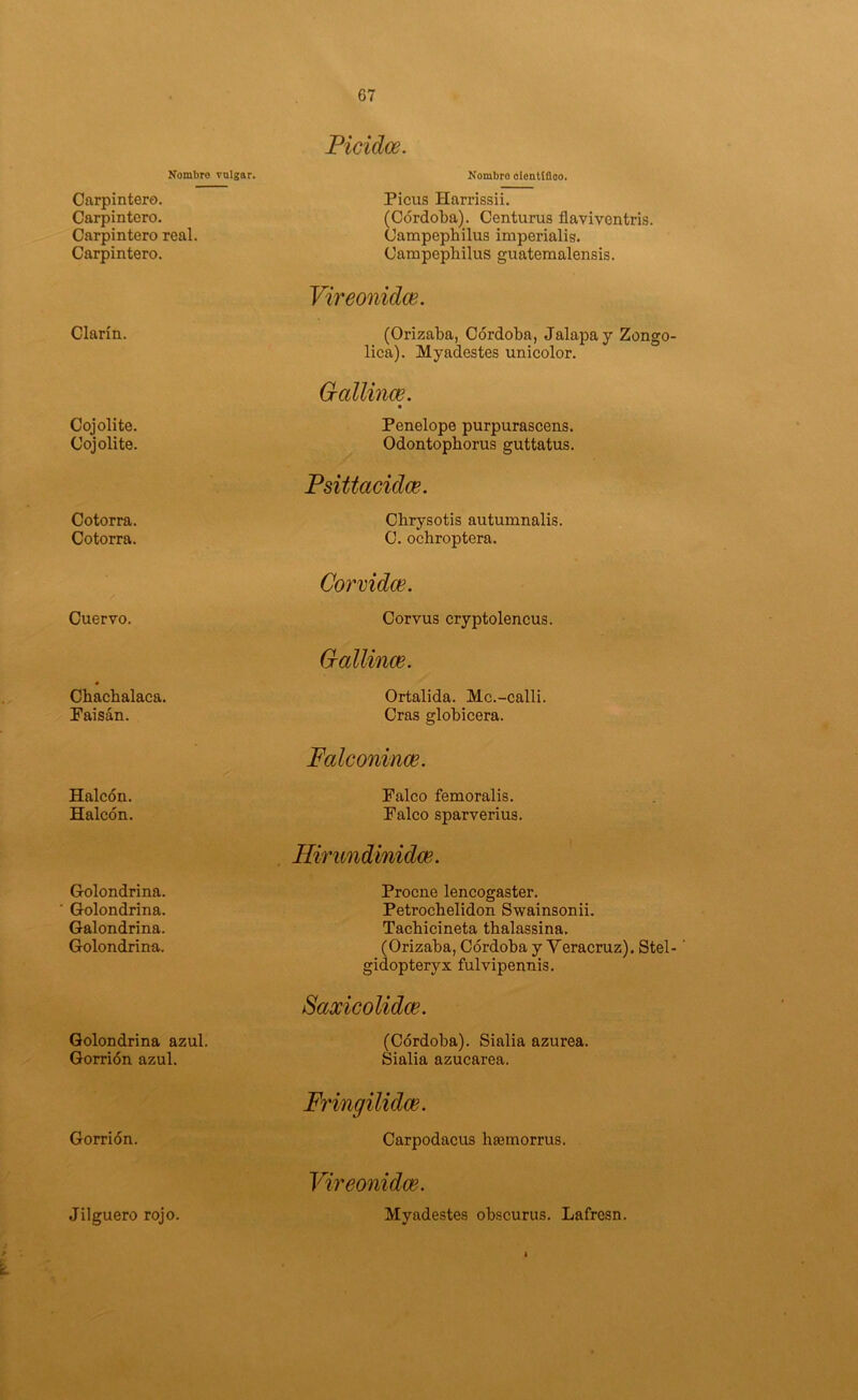Nombre vulgar. Carpintero. Carpintero. Carpintero real. Carpintero. Clarín. Coj olite. Cojolite. Cotorra. Cotorra. Cuervo. Chachalaca. Faisán. Halcón. Halcón. Golondrina. Golondrina. Galondrina. Golondrina. Golondrina azul. Gorrión azul. Gorrión. Jilguero rojo. Picidoe. Nombro olentifloo. Picus Harrissii. (Córdoba). Centurus flaviventris. Campephilus iniperialis. Campephilus guatemalensis. Vireonidce. (Orizaba, Córdoba, Jalapa y Zongo lica). Myadestes unicolor. Gallince. m Penelope purpurascens. Odontopborus guttatus. Psittacidce. Cbrysotis autumnalis. C. ochroptera. Corvidce. Corvus cryptolencus. Grallinm. Ortalida. Mc.-calli. Cras globicera. Falconinoe, Falco femoralis. Falco sparverius. Hirundinidce. Proene lencogaster. Petroebelidon Swainsonii. Tacbicineta thalassina. (Orizaba, Córdoba y Veracruz). Stel gidopteryx fulvipennis. Saxicolidee. (Córdoba). Sialia azurea. Sialia azucarea. Fringilldce. Carpodacus hajmorrus. Vireonidce. Myadestes obscurus, Lafresn.