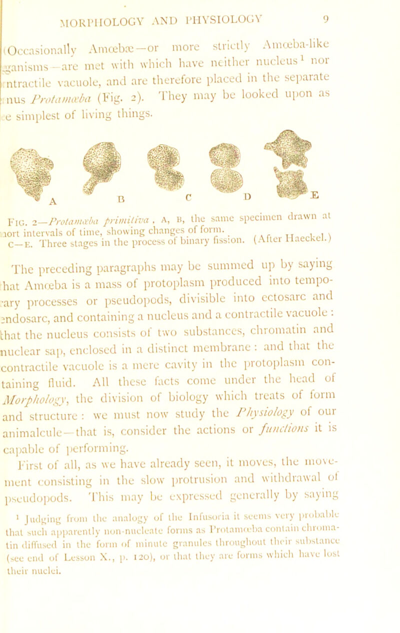 MORPHOLOGY AND PHYSIOLOGY (Occasionally Aincebcc—or more slriclly Amccba-likc c^anisms - are met with whicli have ncitlier nucleus ^ noi ntractile vacuole, and are therefore placed in the separate rrotcwnvdii (big. 2). 'I’hey may be looked upon as e simplest of li\'ing things. Fig. i-ProtanmlHi frimiliva . A, n, the same specimen drawn at .ion inlervals of time, showing changes of form. _ ^ C—E. Three stages in the process of binary fission. (Aftu Haeckel.) The preceding paragraphs may be summed up by saying hat Amceba is a mass of protoplasm produced into tempo- •ary processes or pseudopods, divisible into cctosarc and mdosarc, and containing a nucleus and a contractile vacuole . that the nucleus consists ol two substances, chiomatin and nuclear sap, enclosed in a distinct membrane ; and that the contractile vacuole is a mere cavity in the protoplasm con- taining fluid. All these facts come under the head of Morpholoi^y, the division of biology which treats of form and structure : we must noiv study the Physiology of our animalcule —that is, consider the actions or fiutclions it is callable of performing. First of all, as we have already seen, it moves, the move- ment consisting in the slow protrusion and withdrawal of pseudopods. This may be expressed generally by saying ' Judging from the analogy of ihc Infu.soria il seem;, very probable thal sueh apiiarenlly non-nneleate forms as Protaiweba contain chioma- Un diffused in the form of minute granules throughout their subslatice (see end of Lesson X., p. 120), or that they are forms which have lost their nuclei.