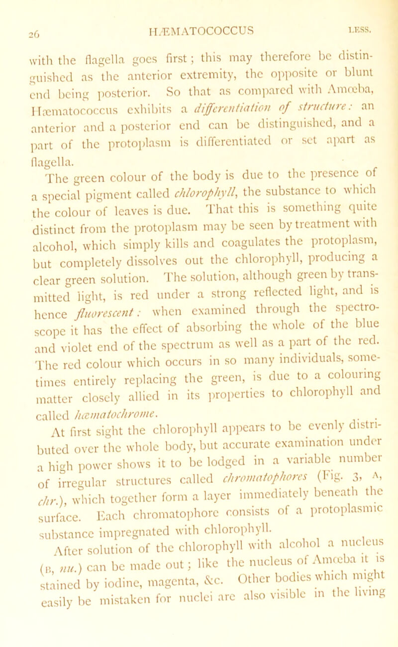 with the flagella goes first; this may therefore be distin- guished as the anterior extremity, the opposite or blunt end being posterior. So that as comirared with Amreba, I Ixmatococcus exhibits :s. differentiation of structure: an anterior and a posterior end can be distinguished, and a part of the protoplasm is differentiated or set apart as flagella. The green colour of the body is due to the presence of a special pigment called chlorophyll., the substance to which the colour of leaves is due. That this is something quite distinct from the protoplasm may be seen by treatment with alcohol, which simply kills and coagulates the protoplasm, but completely dissolves out the chlorophyll, producing a clear green solution. The solution, although green by trans- mitted light, is red under a strong reflected light, and is hence fluorescent: when examined through the spectro- scope it has the effect of absorbing the whole of the blue and violet end of the spectrum as well as a part of the red. I’he red colour which occurs in so many individuals, some- times entirely replacing the green, is due to a colouimg matter closely allied in its jiropertics to chlorophyll and called hccmatochrome. . . At first sight the chlorophyll appears to be evenly distri- buted over the whole body, but accurate examination under a high power shows it to be lodged in a variable number of irregular structures called chroniatophorcs (big. 3, a, chr.), which together form a layer immediately beneath the surface. Each chromatophorc consists of a protoplasmic substance impregnated with chlorophyll. After solution of the chlorophyll with alcohol a nucleus can be made out; like the nucleus of Ainfcba it is stained by iodine, magenta, &c. Other bodies which might easily be mistaken for nuclei arc also visible in the hung