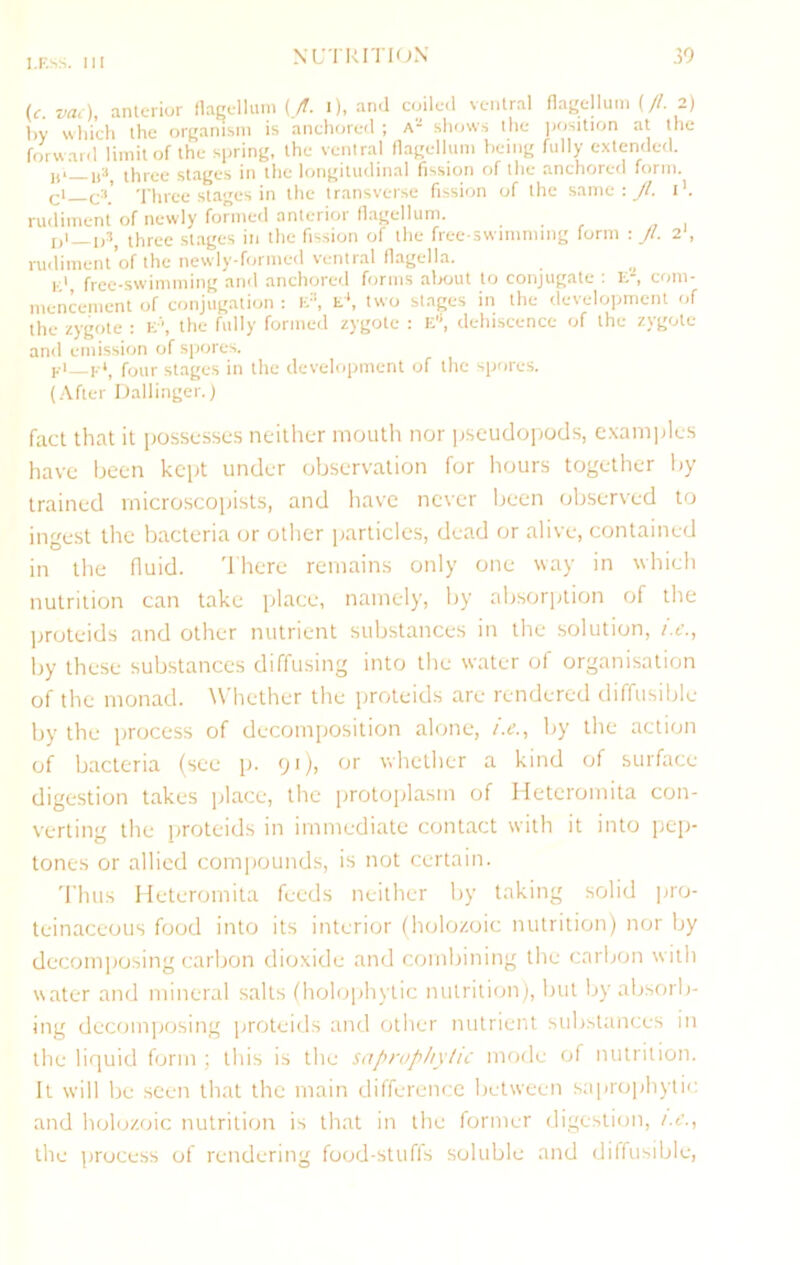 (c. vai), anterior llagelluni (/. i), and coiled ventral nagellum (//. 2) by wlii’ch the organism is anchored ; a- shows I he jiosition at the forward limit of the spring, the ventral flagellum being fully extended. ,ji „3 three stages in the longitudinal fission of the anchored form. (-1 cii’ Three stages in the iransverse fission of the same : y?. 1'. rudiment of newly formed anterior flagellum. three stages in the fission of the free-swimming form : Jl. 2', rudiment of the newly-frrnned ventral flagella. k' free-swimming and anchorerl forms about to conjugate : E , com- inenk-ment of conjugation : li, t*. two stages in the development of the zygote ; E-', the fully formed zygote : E”, dehiscence of the zygote and emissirjn of spores. i.-i_i.i, four stages in the development of the spores. (.-Vfter iJallinger.; fact that it possesses neitlier mouth nor pseudopods, e.vamples have been kept under observation for hours together liy trained microscopists, and have never been observed to ingest the bacteria or other particles, dead or alive, contained in the fluid. There remains only one way in which nutrition can take place, namely, by absorption of the proteids and other nutrient substances in the solution, /.z’., by these substances diffusing into the water of organisation of the monad, ^^■hether the proteids are rendered diffusible by the process of decomposition alone, i.e., by the action of bacteria (see j). (ji), or whether a kind of surface digestion takes place, the protoplasm of Heteromita con- verting the proteids in immediate contact with it into pep- tones or allied com])Ounds, is not certain. Thus Heteromita feeds neither by taking solid pro- teinaceous food into its interior (holo/.oic nutrition) nor by decomposing carbon dioxide and combining the carbon with water and mineral salts (holojihytic nutrition), but by absorb- ing dccomijosing proteids and other nutrient substances in the liquid form ; this is the saprophyhe mode of nutrition. It will be seen that the main difference between saprojihytic and holo/.oic nutrition is that in the former digestion, /.t’., the process of rendering food-stuffs soluble and diffusible.