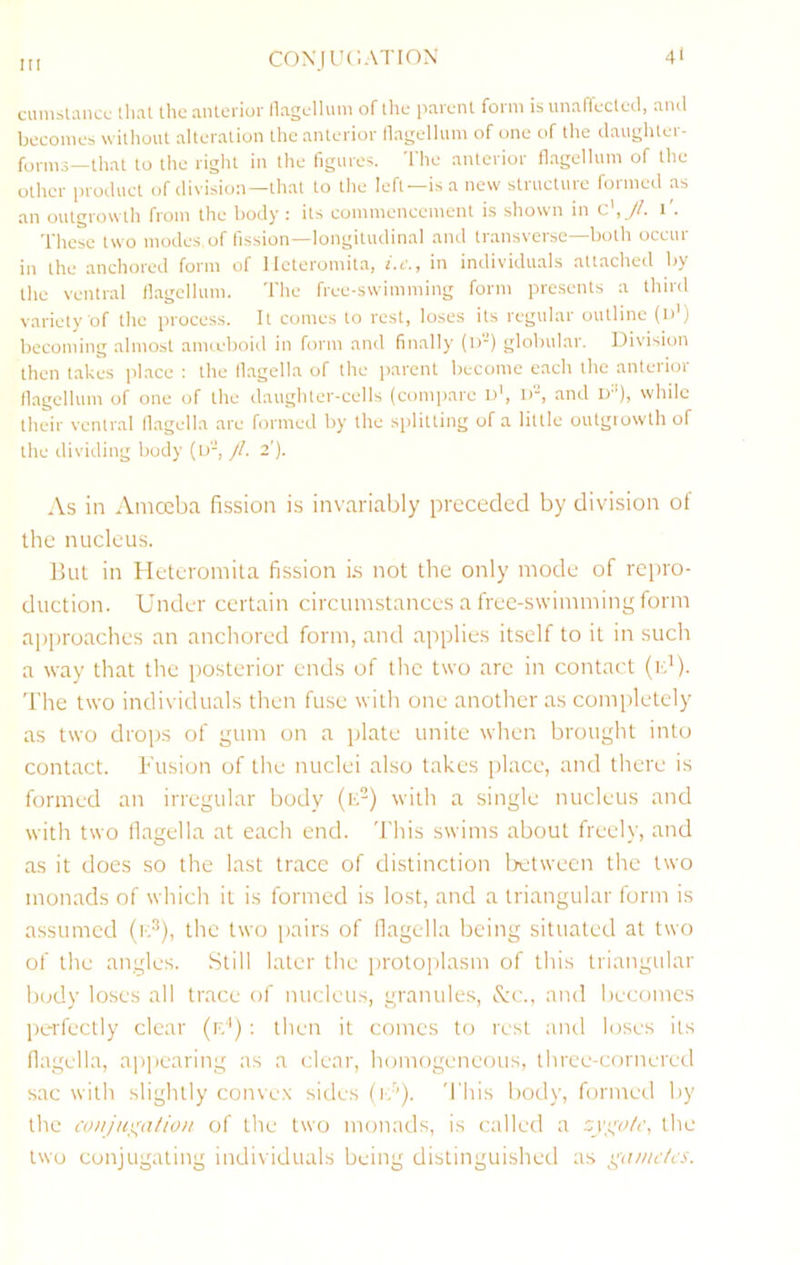 CON'JUCATION 4t cmnsUuKc that the anlei ior llagellum of the parent form is unalTected, ami becomes without alteration the anterior llagellum of one of the daughter- forms—that to the right in the figures. The anterior flagellum of the other product of division—that to the left—is a new structure formed as an outgrowth from the body : its commencement is shown in c t . d*hese two modes.of lission—longitudinal and transverse- both occiu in the anchored form of lleteromita, i.c., in individuals attached by the ventral llagellum. The free-swimming form presents a third variety of the process. It comes to rest, loses its regular outline (id) becoming almost amceboid in form and finally (i)) globular. Division then takes place : the llagella of the parent become each the anterior llagelluin of one of the daughter-cells (compare i)', 1>, and 1)''), while their ventral llagell.a are formed by the splitting of a little outgrowth of the dividing body (u-, )l. 2'). As in Amoeba fission is invariably preceded by division of the nucleus. But in Heteromila fission i.s not the only mode of re[no- duction. Under certain circumstances a free-swimming form approaches an anchored form, and applies itself to it in such a way that the posterior ends of the two are in contact (id). The two individuals then fuse with one another as completely as two drops of gum on a plate unite when brought into contact. Tusion of the nuclei also takes [ilace, and there is formed an irregular body (id) with a single nucleus and with two flagella at each end. This swims about freely, and as it does so the last trace of distinction Ixitween the two monads of which it is formed is lost, and a triangular form is assumed (i-d), the two pairs of flagella being situated at two of the angles. Still later the jirotoplasm of this triangular body loses all trace of nucleus, granules, &c., and becomes jierfectly clear (rd) : then it comes to rest and loses its flagella, ajipearing as a clear, homogeneous, three-cornered sac with slightly convex sides (id). 'I'liis body, formed by the coiijui^tilioii of the two monads, i.s called a the two conjugating individuals being distinguished as gdiiuits.