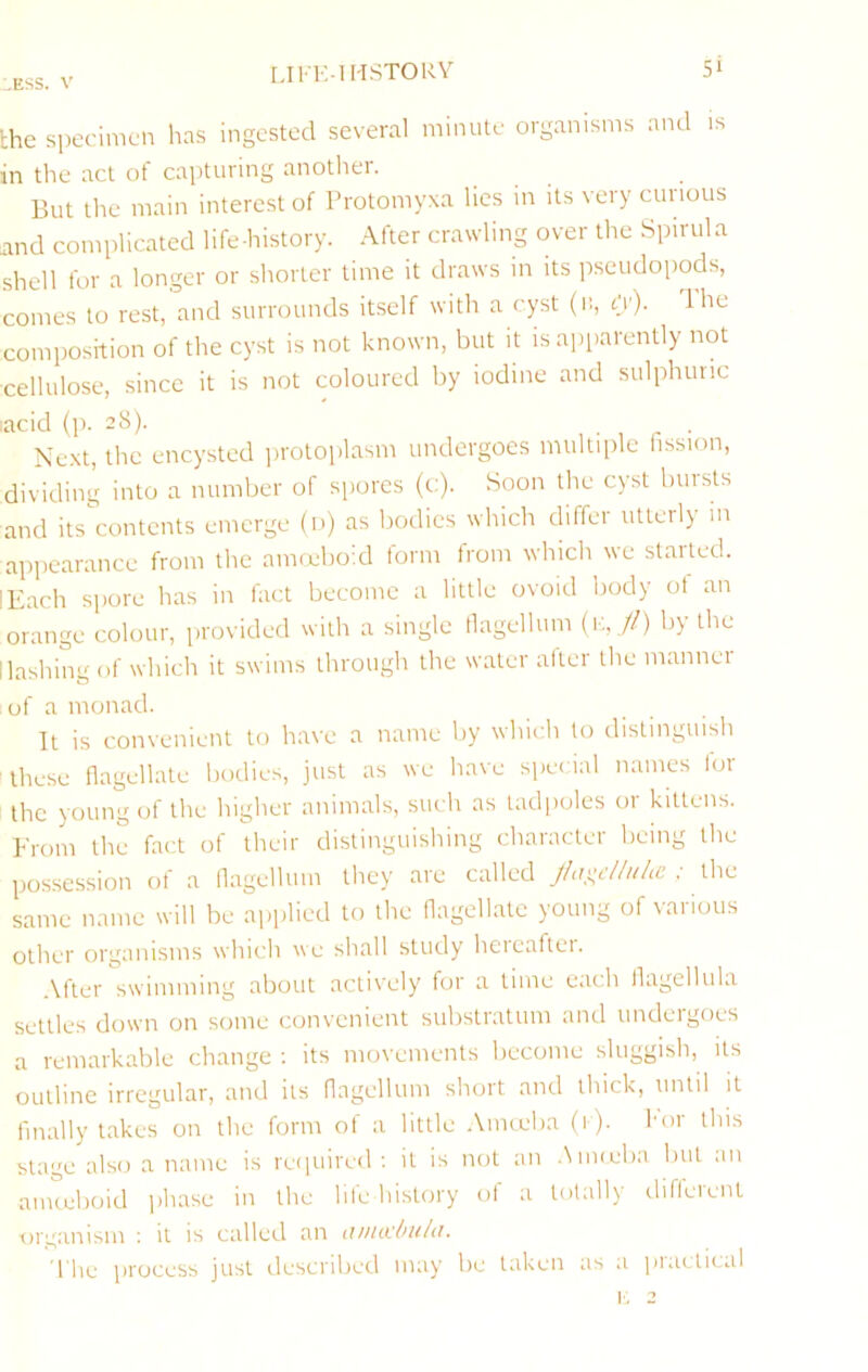 :,Ess. V the specimen has ingested several minute organisms and is in the act of capturing anotlier. But the main interest of Brotomyxa lies in its very curious and complicated life-history. After crawling over the Spirilla shell for a longer or shorter time it draws in its pseudopods, comes to rest, and surrounds itself with a cyst (11, O'), composition of the cyst is not known, but it is apiiarently not cellulose, since it is not coloured by iodine and sulphuric lacid (p. 2S). , . , - . Next, the encysted protoplasm undergoes multiple hssion, dividing into a number of spores (c). Soon the cyst bursts and its contents emerge (n) as bodies which differ utterly in appearance from the amreboid form from which we started. I Each spore has in fact become a little ovoid body of an orange colour, provided with a single flagellum (1:,,//) by the Hashing of which it swims through the water after the mannei of a monad. It is convenient to have a name by which to distinguish these flagellate bodies, just as we have siiec ial names for the young of the higher animals, such as tadpoles or kittens. From the fact of their distinguishing character being the possession of a flagellum they are called J/ni^c/IulcC : the same name will be applied to the flagellate young of various other organisms which we shall study hereaftei. .Vfter swimming about acti\'ely for a time each flagellula settles down on some convenient substratum and undeigoes a remarkable change ; its movements become sluggish, its outline irregular, and its flagellum short and thick, until it finally takes on the form of a little Amceba (1 )• For fins stage also a name is reiiuired ; it is not an dimeba but an amteboid iihase in the life history of a totally different organism ; it is called an anuchitUi. file process just described may be taken as a practical