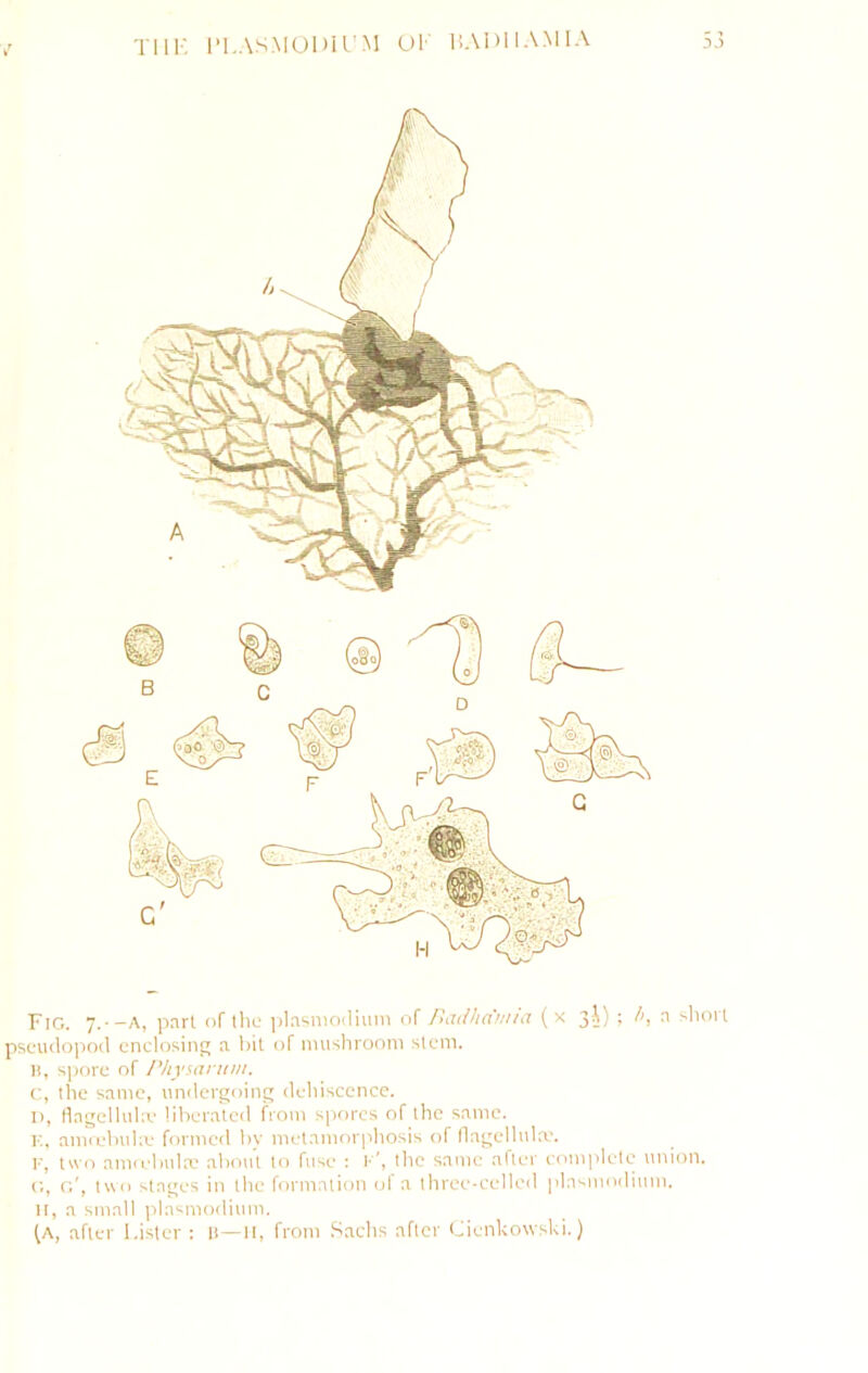 Till-: I’l.ASMODll'M Ul- liADllAMlA Fig. .-—a, part of tho ]>lasnio(lium of Itadlin'iiiia (x 3^) ; ^ i^boit pscudopod enclosing a hit of niushrooni stem, li, spore of Physannn. c, the same, undergoing dehiscence. I), tiagelluhe lilierated from sjiorc.s of the same. K. amcehuhv formed by metamorphosis of llagelhila'. K, two amiehula.' about to fuse : l'', the same after complete union. G, t;', two stages in the formation ol a three-celled plasmodium. H, a small idasmodium. ^A, after Lister : 11—11, from .‘sachs after Cienkowski.)