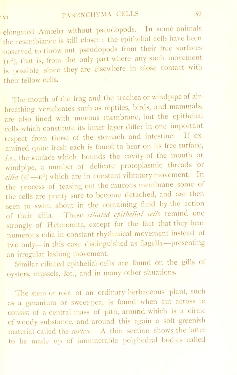 elongated Anujeba without psctido])ods. In some animals the K'seinblancc is still closer : the c])ithclial cells have been observed to throw out pseudojiods from their (ree surfaces {\y), that is, from the only part where any such movement is ii'ossible, since they are elsewhere in close contact with their fellow cells. The mouth of the frog and the trachea or windpipe of air- breathing vertebrates such as reptiles, liirds, and mammals, are also lined with mucous membrane, but the epithelial cells which constitute its inner layer differ in one impoitant respect from those of the stomach and intestine. If cx- amirred quite fresh each is found to bear on its fiee sin face, the surface which bounds the cavity of the mouth or windpipe, a number of delicate protoplasmic threads or ([.p—j.;3^ which are in constant vibratory movement. In the process of teasing out the mucous membrane some of the cells are pretty sure to become detached, and are then seen to swim about in the containing fluid by the action of their cilia. 'I'hcse ciliated epithelial cells remind one strongly of Heteromita, e.xcept for the fact that they bear numerous cilia in constant rhythmical movement instead of two only—in this case distinguished as flagella—presenting an irregular lashing movement. Similar ciliated epithelial cells are found on the gills of oysters, mussels. d:c., and in many other situations. 'The stem or root of an ordinary herbaceous ]>lant, such as a geranium or sweet-]iea, is found when cut across to consist of a central mass of pith, around which is a circle of woody substance, and around this again a soft greenish material called the cortex. A thin section shows the latter to be made u]) of innumeralile polyhedral bodies called