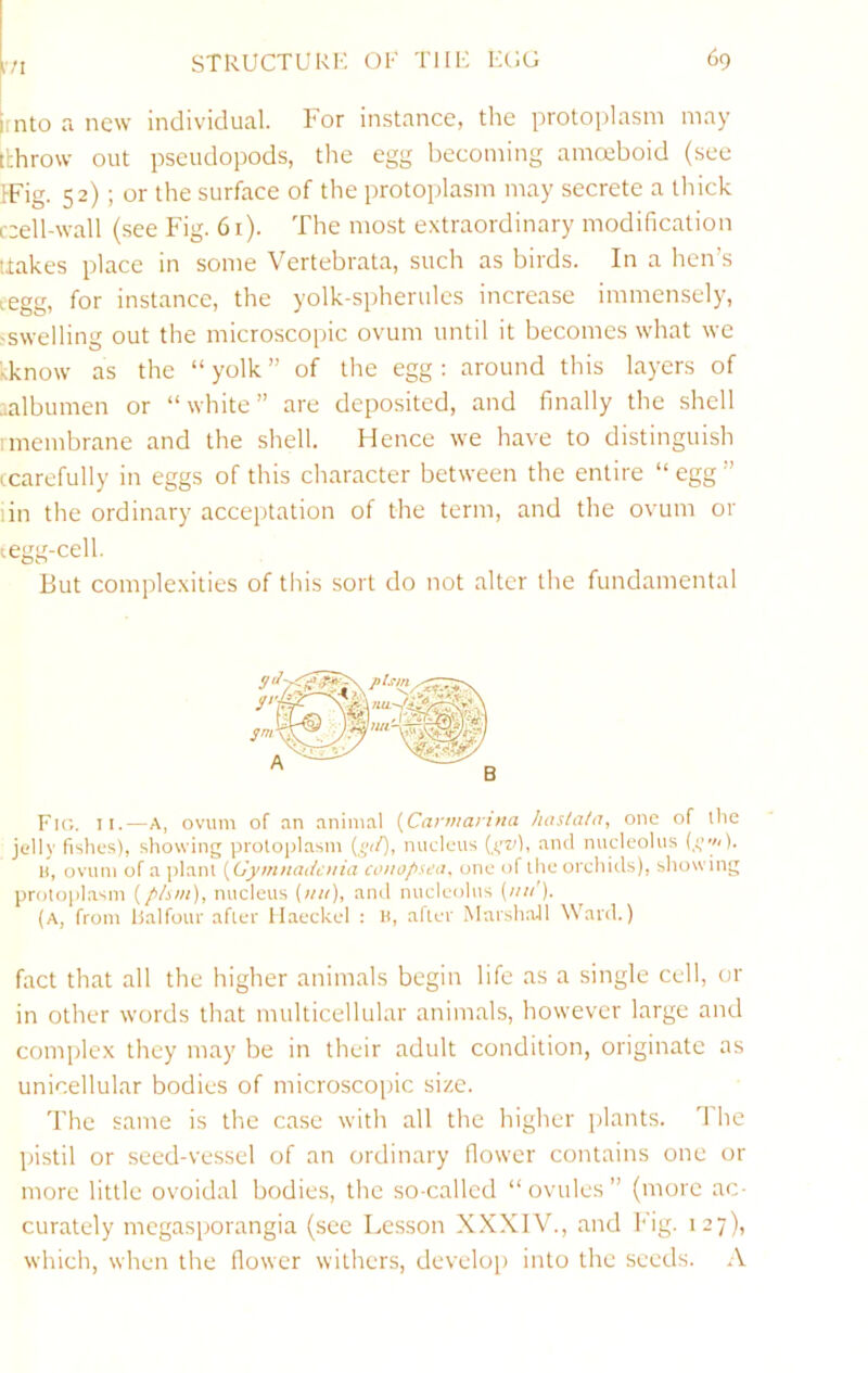 171 (mto a new individual. For instance, the protoplasm may tthrow out pseudopods, the egg becoming amccboid (see IFig. 52); or the surface of the protoplasm may secrete a thick cell-wall (see Fig. 6i). The most extraordinary modification tiakes place in some Vertebrata, such as birds. In a hen’s eegg, for instance, the yolk-spherules increase immensely, ^swelling out the microscopic ovum until it becomes what we ;know as the “ yolk ” of the egg; around this layers of .ialbumen or “white” are deposited, and finally the shell imembrane and the shell. Hence we have to distinguish (carefully in eggs of this character between the entire “ egg ” lin the ordinary acceptation of the term, and the ovum or tegg-cell. But complexities of this sort do not alter the fundamental Fig. II.—A, ovum of an animal {Caymaruia hastaln, one of llie jelly fishes), showing protoplasm [gtf), nucleus (.v'z^h and nucleolus H, ovum of a plant [^Gymnadotia co)iol>sea. one of the orchids), showing protoplasm {/i/mi), nucleus (uk), and nucleolus (nu'). (a, from iJalfour after Haeckel : H, alter MarshaJl Ward.) fact that all the higher animals begin life as a single cell, or in other words that multicellular animals, however large and complex they may be in their adult condition, originate as unicellular bodies of microscopic size. The same is the case with all the higher plants. 1 he pistil or seed-vessel of an ordinary flower contains one or more little ovoidal bodies, the so-called “ovules” (more ac- curately megasporangia (see Lesson XXXIV., and b'ig. 127), which, when the flower withers, develoj) into the seeds. A