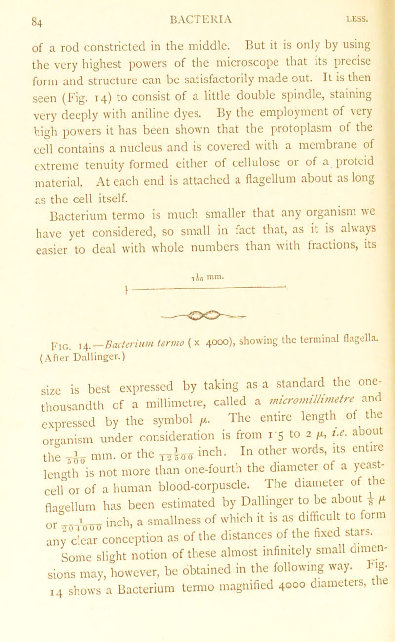 of a rod constricted in the middle. But it is only by using the very highest powers of the microscope that its precise form and structure can be satisfactorily made out. It is then seen (Fig. 14) to consist of a little double spindle, staining very deeply with aniline dyes. By the employment of very high powers it has been shown that the protoplasm of the cell contains a nucleus and is covered with a membrane of extreme tenuity formed either of cellulose or of a proteid material. At each end is attached a flagellum about as long as the cell itself. Bacterium termo is much smaller that any organism ^\e have yet considered, so small in fact that, as it is always easier to deal with whole numbers than with fractions, its lio f— — Eig. x^.-Bacterium termo ( x 4000), showing the termin.al flagella. (Afler Ballinger.) size is best expressed by taking as a standard the one- thousandth of a millimetre, called a microviiUimdre and expressed by the symbol /z. The entire length of the organism under consideration is from 1-5 to 2 /x, /.^. about the O' In other words, its entire length is not more than one-fourth the diameter of a yeast- cell or of a human blood-corpuscle. The diameter of the flacrellum has been estimated by Ballinger to be about ^ /x or - inch, a smallness of which it is as difficult to form any cleaTconception as of the distances of the fixed stars. Some slight notion of these almost infinitely small dimen- sions may, however, be obtained in the following way. Fig- 14 shows a Bacterium termo magnified 40°° diameters, le