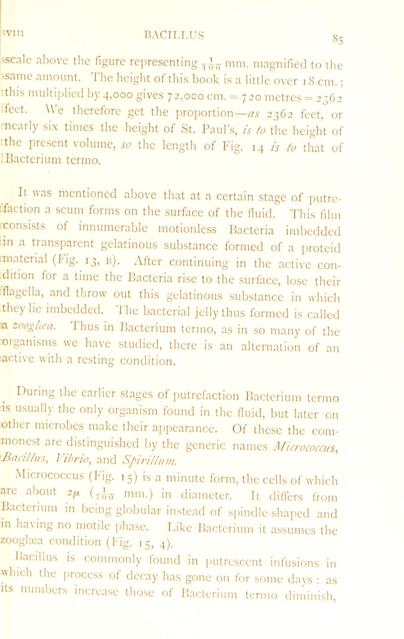 sscale above the figure representing mm. magnified to the 'Same amount. The height of this book is a little over j 8 cm.; tthis multiplied by 4,000 gives 72,000 cm. = 720 metres = 2362 ifect. AVe therefore get the proportion—2362 feet, or rnearly si.x times the height of St. Paul’.s, /k io the height of tthe present volume, the length of Fig. 14 is to that of I Bacterium termo. It was mentioned above that at a certain stage of putre- ffaction a scum forms on the surface of the fluid. This film Lconsists of innumerable motionless Bacteria imbedded ■m a transparent gelatinous substance formed of a proteid imaterial (Idg. 13, n). After continuing in the active con- dition for a time the Bacteria rise to the surface, lose their :flagella, and throw- out this gelatinous substance in which they lie imbedded, d'he bacterial jelly thus formed is called la zooghea. Thus in Bacterium termo, as in so many of the oiganisms we have studied, there is an alternation of an active with a resting condition. During the earlier stages of putrefaction Bacterium termo IS usually the only organism found in the fiuid, but later on other microbes make their a])pearance. Of these the com- monest are distinguished by the generic names Micrococcus, •Bacillus, Vibrio, and Spirillum. Micrococcus (Fig. 15) is a minute form, the cells of which are about 2/x (.1^ mm.) in diameter. It tliffers from Bacterium in being globular instead of spindle-shaped and in having no motile jihase. Like Bacterium it assumes the zooglaia condition (Fig. 15, 4). Bacillus IS commonly found in piitrc.sccnl infusions in which the iirocc.ss of decay has gone on for some days ; as Us numbers increase those of Bacterium termo diminish.