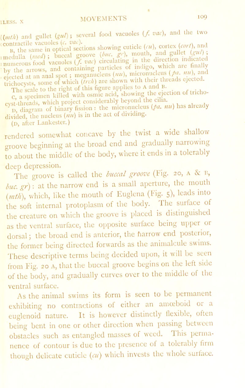 ILESS. X movements ((wM) an<l gullet (5///); several food vacuoles (/ vac), and the two '^°9*the sections showing cuticle (<■«), cortex (fo;A and 1 medulla {meJ) ■, buccal groove (buc. gr), mouth, and gullet U' )- I nun™ circulating HI the direction nulicated bv the arrows, and containing particles of indigo, which aic final y elected at an anal spot ; meganudeus (utt), micronucleus (pa. mt), and trichocysts, some oKvhich (Irch) are shown with their threads ejected. The scale to the right of this figure applies to A and it. C a specimen killed with osmic acid, showing the ejection of tneho- cvst’-lhreads, which project considerably beyond the cilia. ^ 1), diagram of binary fission : the micronucleus (pa. nu) has alieady divided, the nucleus (nn) is in the act of dividing. (d, after Lankester.) rendered somewhat concave by llie twist a wide sliallow groove beginning at the broad end and gradually nan owing to about the middle of the body, where it ends in a tolerably deep depression. The groove is called the buccal groove (hig. 20, a & n, hue. gt^ : at the narrow end is a small aperture, the mouth {mth), which, like the mouth of Euglena (Fig. 5), leads into the soft internal protoplasm of the body. Ihe surface of the creature on which the groove is placed is distinguished as the ventral surface, tlic opposite surface being upper or dorsal; the broad end is anterior, the harrow end posterior, the former being directed forwards as the animalcule swims. These descriptive terms being decided upon, it will be seen from Fig. 20 a, that the huccal groove begins on the left side of the body, and gradually curves over to the middle of the ventral surface. As the animal swims its form is seen to be permanent exhibiting no contractions of either an amoeboid or a euglenoid nature. It is however distinctly Ilexible, often being bent in one or other direction when passing between obstacles such as entangled masses of weed. 1 his perma- nence of contour is due to the jircsence of a tolerably linn though delicate cuticle (tv/) which invests the whole suilace.