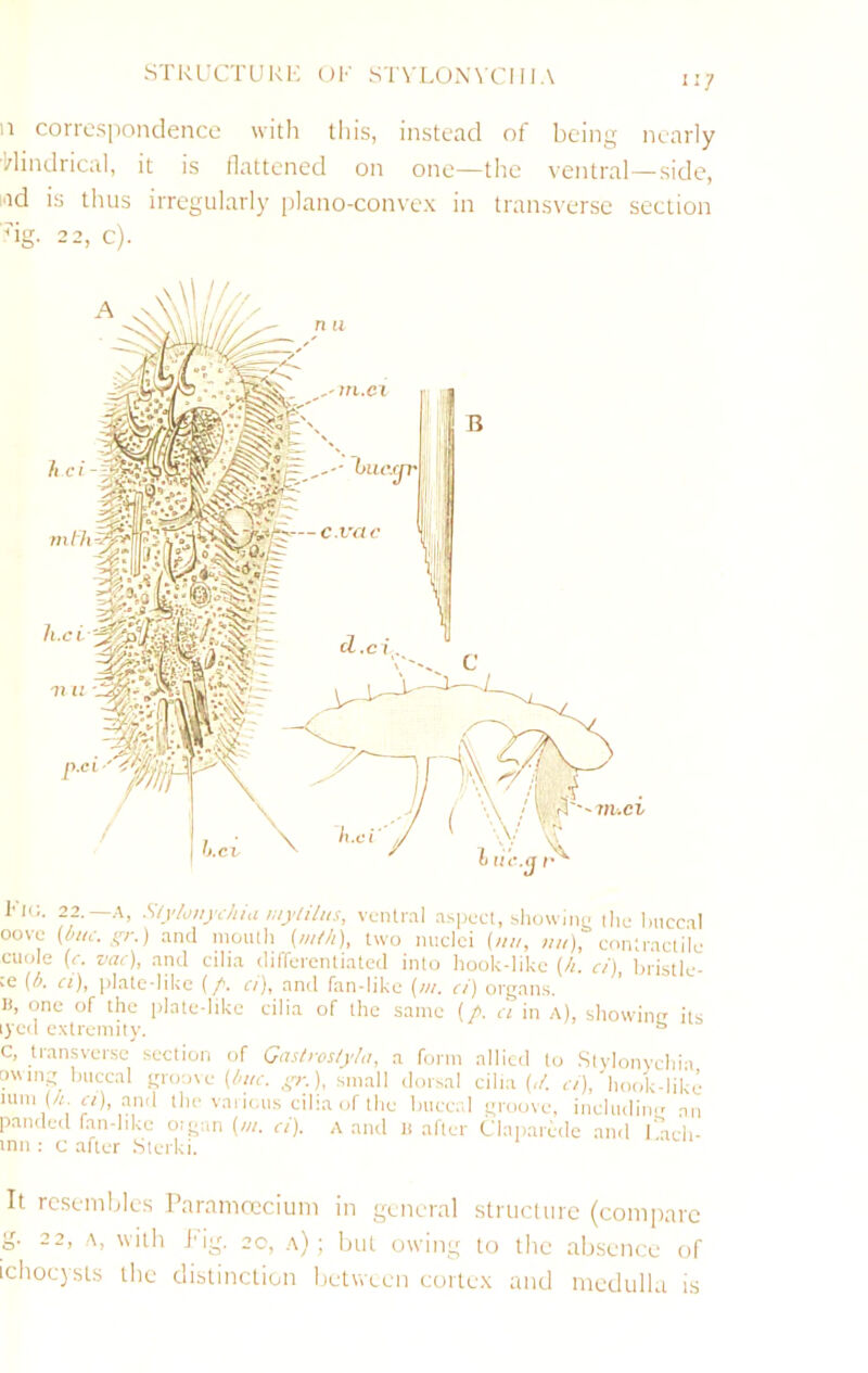 STRL’CTURI'; OK STVLONVCl 11A n correspondence with this, instead of being nearly Hindrical, it is flattened on one—the ventral—side, lad is thus irregularly plano-convex in transverse section l-iu. 22.—A, Siylonydiia luylihts, ventral aspect, bhowine the Imccil oovc [bui. yr.) and mouth [mth], two nuclei [nu, uu), contractile cuole (<■. vac), and cilia differentiated into hook-like {h. ci) bristle- :e [b. a), plate-likc (/. ci), and fan-like (/;/. ci) organs. It, one of the plate-likc cilia of the same (/. a in a), showintr its lyed extremity. “ C, transverse section of Gastros/y/a, a form allied to .Stylonvchia owing Iniccal groove ), small dorsal cilia {</. ci), hook-like lum (A «), and the vai icais cilia of the Iniccal groove, includimr nn paneled fan-hke oigan (///. ci). a and li after Claparede and rieli- inn : c after .Sterki. It resembles Paramrecium in general struct tire (compare g. 22, A, with J'ig. 20, a); but owing to the absence of ichocysts the distinetion between cortex and medulla is