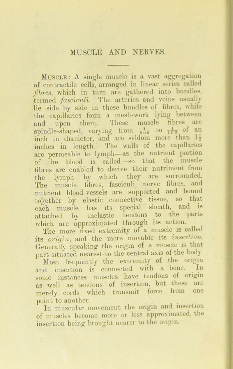 MUSCLE AND NERVES. Muscle : A single muscle is a vast aggregation of contractile cells, arranged in linear series called fibres, which in turn are gathered into bundles, termed fasciculi. The arteries and veins usually lie side by side in these bundles of fibres, while the capillaries form a mesh-work lying between and upon them. These muscle fibres are spindle-shaped, varying from to Tiy of an inch in diameter, and are seldom more than li inches in length. The walls of the capillaries are permeable to lymph—as the nutrient portion of the blood is called—so that the muscle fibres are enabled to derive their nutriment from the lymph by which they are surrounded. The muscle fibres, fasciculi, nerve fibres, and nutrient blood-vessels are supported and bound together by elastic connective tissue, so that each muscle has its special sheath, and is attached by inelastic tendons to the parts which are approximated through its action. The more fixed extremity of a muscle is called its origin, and the more movable its insertion. Generally speaking the origin of a muscle is that part situated nearest to the central axis of the body Most frequently the extremity of the origin and insertion is connected with a bone. In some instances muscles have tendons of origin as well as tendons of insertion, but these arc merely cords which transmit force from one point to another. In muscular movement the origin and insertion of muscles become more or less approximated, the insertion being brought nearer to the origin.