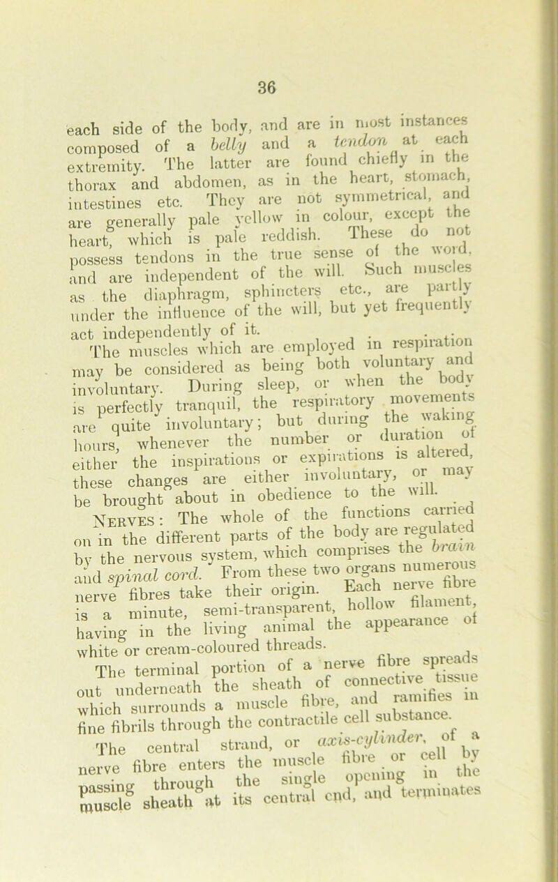 each side of the body, and are in most instances composed of a belly and a tendon at each extremity. The latter are found chiefly in the thorax and abdomen, as in the heart, stomach, intestines etc. They are not symmetrical and are generally pale yellow in colour, except the heart8 which is pale reddish. These ,do possess tendons in the true sense of the « ■ and are independent of the will. Such muscles as the diaphragm, sphincters etc., are pan ) under the influence of the will, but yet frequently act independently of it. . . The muscles which are employed in respna j may be considered as being both voiuntary an involuntary. During sleep, or when the body is perfectly tranquil, the respiratory movement lue' quite ^ involuntary; but during he walaug I,ours, whenever the number or “f either the inspirations or expirations is alteied, these changes1 are either involuntary, or may be brought about in obedience to the \u • Nerves: The whole of the functions carried on in the different parts of the body are regulated bv the nervous system, which comprises the brmn by cne neivu 3 organs numerous and spinal cord. From these two oi a fib nerve fibres take their origin. Each ne h is a minute, semi-transparent, hollow filament havfng in thl living animal the appearance ot white or cream-coloured threads. , The terminal portion of a nerve fibr P ine rerun E sheath of connective tissue out underneath the sheaui o ramifies in which surrounds a muscle fibre fine fibrils through the contractile cell substance.