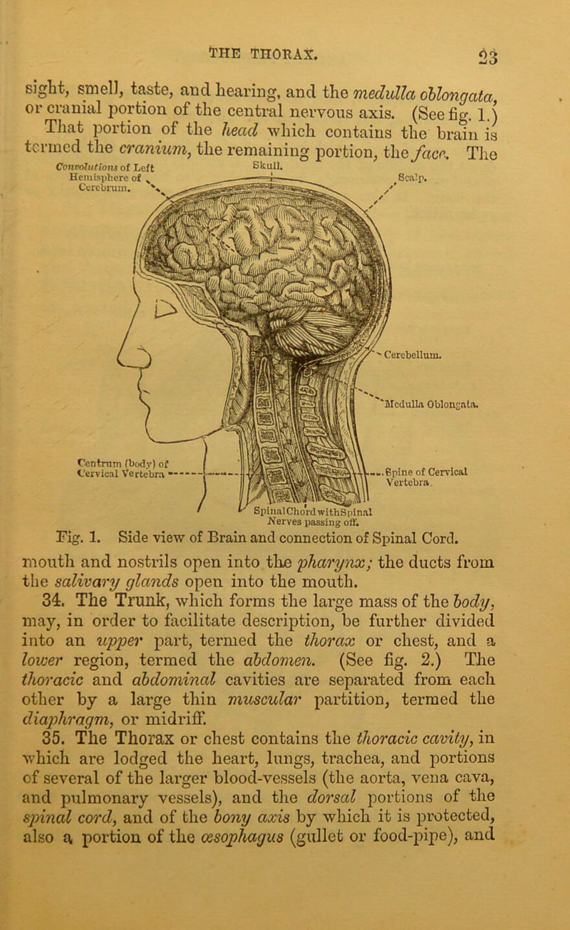 THE THORAX. sight, smell, taste, and hearing, and the medulla oblongata or cranial portion of the central nervous axis. (See fig. 1.) That portion of the head which contains the brain is termed the cranium, the remaining portion, the face. The Convolutions of Left Hemisphere of N Cerebrum. Skull. Centrum (body) of Cervical Vertebra / l Scalp. ' Cerebellum. Medulla Oblongata. —.Spine of Cervical Vertebra. Spinal Chord withSpinal Nerves passing off. Fig. 1. Side view of Brain and connection of Spinal Cord. mouth and nostrils open into the pharynx; the ducts from the salivary glands open into the mouth. 34. The Trunk, which forms the large mass of the body, may, in order to facilitate description, be further divided into an upper part, termed the thorax or chest, and a lower region, termed the abdomen. (See fig. 2.) The thoracic and abdominal cavities ai’e separated from each other by a large thin muscular partition, termed the diaphragm, or midriff. 35. The Thorax or chest contains the thoracic cavity, in which are lodged the heart, lungs, trachea, and portions of several of the larger blood-vessels (the aorta, vena cava, and pulmonary vessels), and the dorsal portions of the spinal cord, and of the bony axis by which it is protected, also a portion of the oesophagus (gullet or food-pipe), and