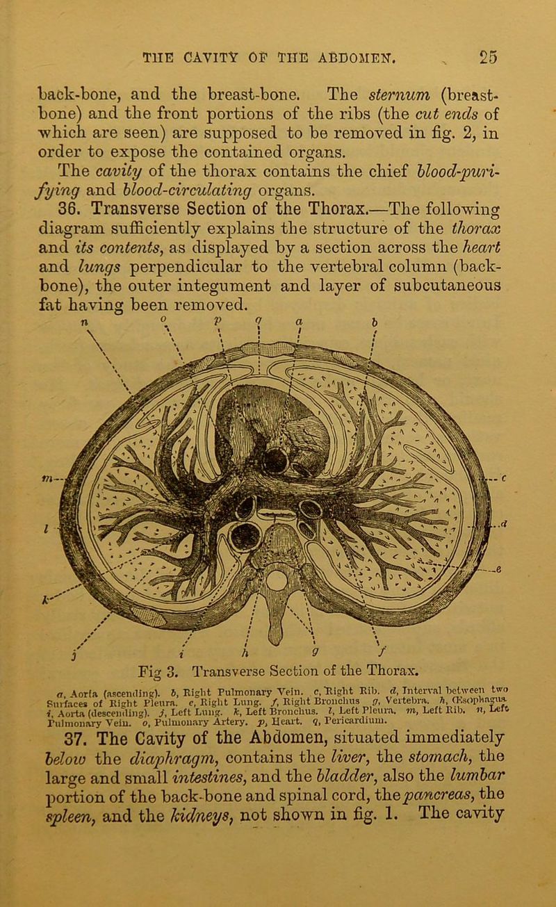 Lack-bone, ancl the breast-bone. The sternum (breast- bone) and the front portions of the ribs (the cut ends of which are seen) are supposed to be removed in fig. 2, in order to expose the contained organs. The cavity of the thorax contains the chief blood-puri- fying and blood-circulating organs. 36. Transverse Section of the Thorax.—The following diagram sufficiently explains the structure of the thorax and its contents, as displayed by a section across the heart and lungs perpendicular to the vertebral column (back- bone), the outer integument and layer of subcutaneous fat having been removed. a 6 Transverse Section of tlie Thorax. a \or(a (ascending). 6, Right Pulmonary Vein, c, Right Rib. d, Interval between two Surfaces of Right Pleura, c, Right Lung. /, Right Bronchus g, Vertebra, ft ffisophagua i. Aorta (descending), j, Left Lung, k. Left Bronchus. I, Left Pleura, m, Left Rib. n, Left Pulmonary Vein, o. Pulmonary Artery, p, Heart. <2, Pericardium. 37. The Cavity of the Abdomen, situated immediately bdoio the diaphragm, contains the liver, the stomach, the large and small intestines, and the bladder, also the lumbar portion of the back bone and spinal cord, the pancreas, the spleen, and the kidneys, not shown in fig. 1. The cavity