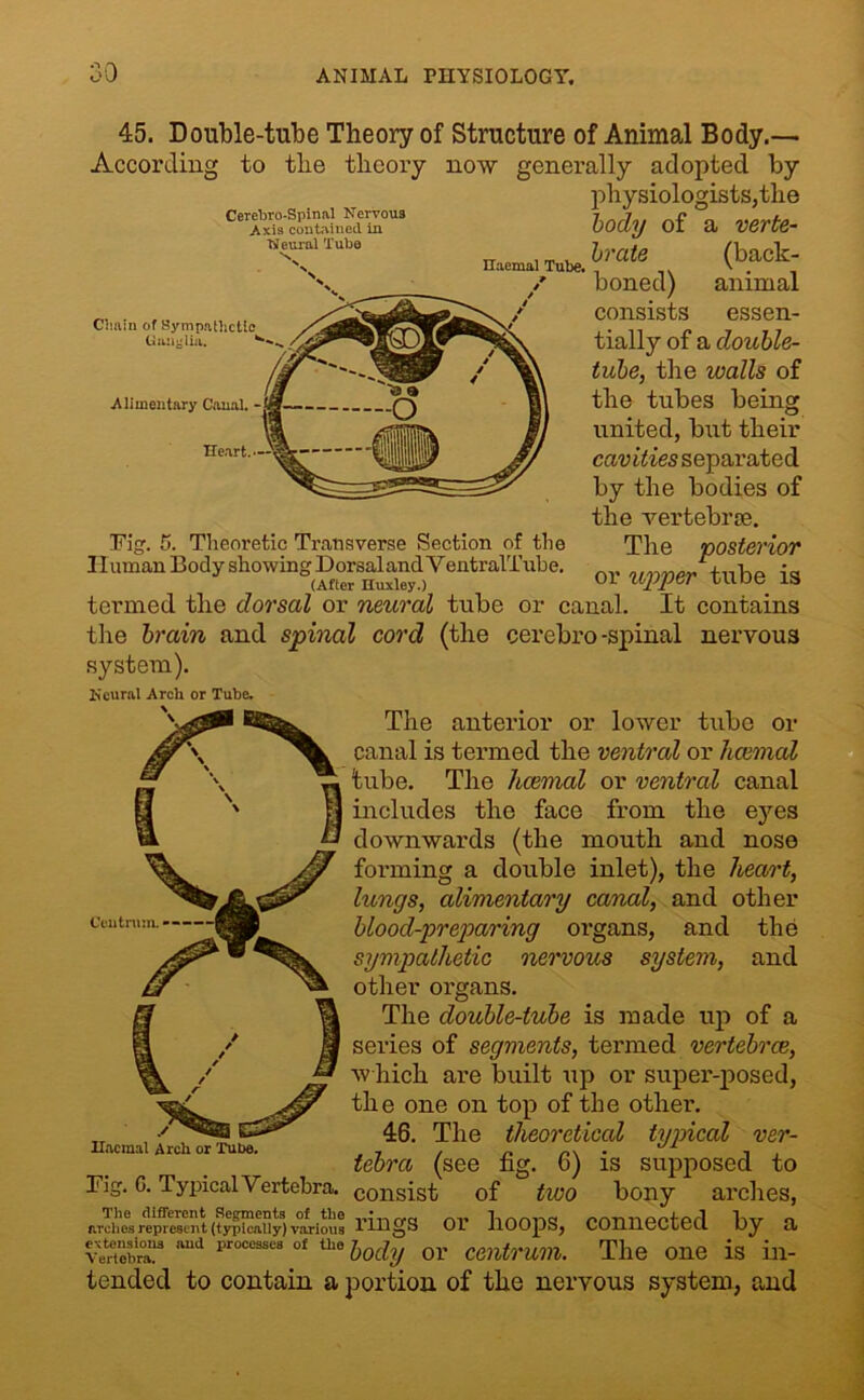 45. Double-tube Theory of Structure of Animal Body.— According to the theory now generally adopted by physiologists,the Cerebro-Spinal Nervous Axis contained in Neural Tuba V Haemal Tube. Chain of Sympathetic Ganglia. 1 Alimentary Canal. Heart.—‘ear- 1 body of a verte- brate (back- boned) animal consists essen- tially of a double- tube, the icalls of the tubes being united, but their cavities separated by the bodies of the vertebree. Fig. 5. Theoretic Transverse Section of the The posterior Human Body showing Dorsaland VentralTube. tulip i<s (After Huxley.) 01 UJ/PW TODe 1S termed the dorsal or neural tube or canal. It contains the brain and spinal cord (the cerebro-spinal nervous system). Neural Arch or Tube. The anterior or lower tube or canal is termed the ventral or licemal lube. The licemal or ventral canal includes the face from the eyes downwards (the mouth and nose forming a double inlet), the heart, lungs, alimentary canal, and other blood-preparing organs, and the sympathetic nervous system, and other organs. The double-tube is made up of a series of segments, termed vertebrae, which are built up or super-posed, the one on top of the other. 46. The theoretical typical ver- tebra (see fig. 6) is supposed to consist of two bony arches, avdmarecent(t^uy)viioul rings or hoops, connected by a VeXtT ,md proce3SC8 of tl10 body or centrum. The one is in- tended to contain a portion of the nervous system, and Centrum. Haemal Arch or Tube. Fig. G. Typical Vertebra.