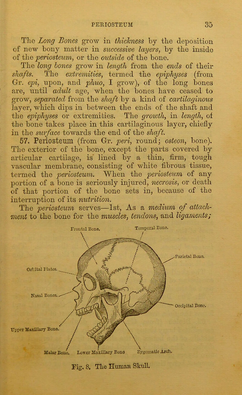 The Long Bones grow in thickness by the deposition of new bony matter in successive layers, by the inside of the periosteum, or the outside of the bone. The long hones grow in length from the ends of their shafts. The extremities, termed the epiphyses (from Gr. epi, upon, and phuo, I grow), of the long bones are, until adult age, when the bones have ceased to grow, separated from the shaft by a kind of cartilaginous layer, which dips in between the ends of the shaft and the epiphyses or extremities. The growth, in length, of the bone takes place in this cartilaginous layer, chiefly in the surface towards the end of the shaft. 57. Periosteum (from Gr. peri, round; osteon, bone). The exterior of the bone, except the parts covered by articular cartilage, is’ lined by a thin, firm, tough vascular membrane, consisting of white fibrous tissue, termed the periosteum. When the periosteum of any portion of a bone is seriously injured, necrosis, or death of that portion of the bone sets in, because of the interruption of its nutrition. The periosteum serves—1st, As a medium of attach- ment to the bone for the muscles, tendons, and ligaments; Frontal Bone. Temporal Bone. Fig. 8. The Human Skull.