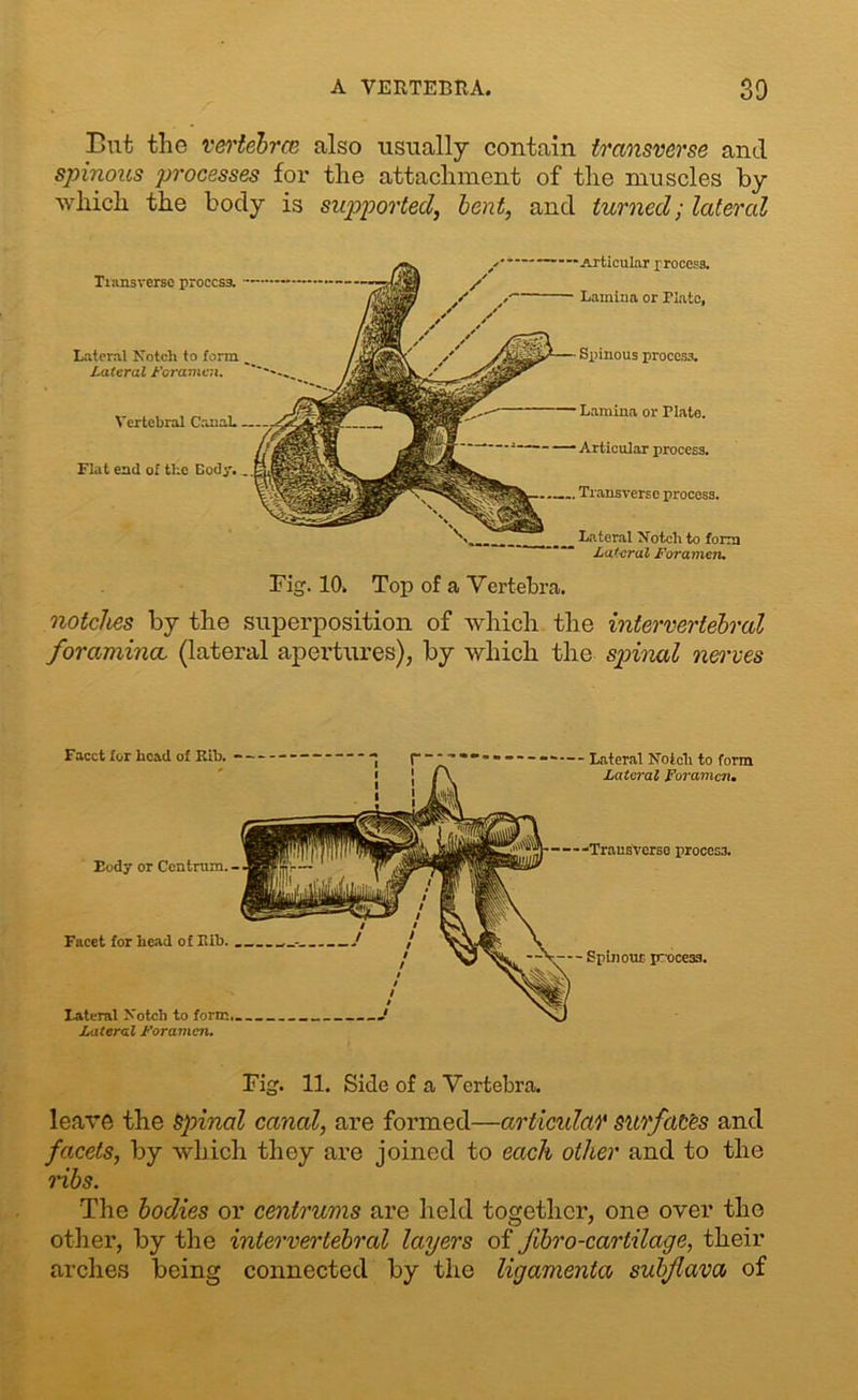 But the vertebrae also usually contain transverse and spinous processes for the attachment of the muscles by which the body is supported, bent, and turned; lateral Tiansversc process. Lateral Notch to form Lateral Foramen. Vertebral Canal. Flat end of the Eody. _ Spinous process. Lamina or Plate. Articular process. Transverse process. Lateral Notch to form Lateral Foramen. ■■•Articular process. Lamina or Plate, Fig. 10. Top of a Vertebra. notches by the superposition of which the intervertebral foramina, (lateral apertures), by which the spinal nerves Facet for head of Eib. Eody or Centrum. - Facet for head of Lib. Lateral Notch to form Lateral Foramen. --Transverse p>roces3. - Spinout pmcess. Lateral Notch to form., Lateral Foramen. Fig. 11. Side of a Vertebra. leave the Spinal canal, are formed—a/rticular surfaces and facets, by which they are joined to each other and to the ribs. The bodies or centrums are held together, one over the other, by the intervertebral layers of Jibro-cartilage, their arches being connected by the ligamenta subjlava of