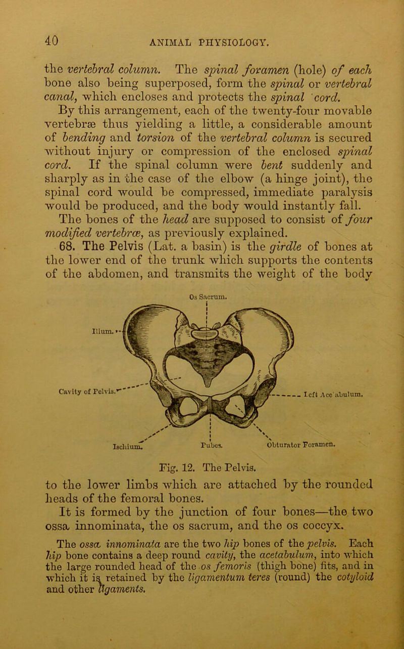 the vertebral column. The spinal foramen (hole) of each bone also being superposed, form the spinal or vertebral canal, which encloses and protects the spinal cord. By this arrangement, each of the twenty-four movable vertebrae thus yielding a little, a considerable amount of bending and torsion of the vertebral column is secured without injury or compression of the enclosed spinal cord. If the spinal column were bent suddenly and sharply as in the case of the elbow (a hinge joint), the spinal cord would be compressed, immediate paralysis would be produced, and the body would instantly fall. The bones of the head are supposed to consist of four modified vertebrae, as previously explained. 68. The Pelvis (Lat. a basin) is the girdle of bones at the lower end of the trunk which supports the contents of the abdomen, and transmits the weight of the body Os Sacrum. Ilium. • Cavity of Pelvis. left Accubuium. Ischium. Tubes. Obturator Foramen. Fig. 12. The Pelvis. to the lower limbs which are attached by the rounded heads of the femoral bones. It is formed by the junction of four bones—the two ossa, innominata, the os sacrum, and the os coccyx. The ossa innominata are the two hip bones of the pelvis. Each lap bone contains a deep round cavity, the acetabulum, into which the large rounded head of the os femoris (thigh bone) fits, and in which it is retained by the ligamentum teres (round) the cotyloid and other ligaments.