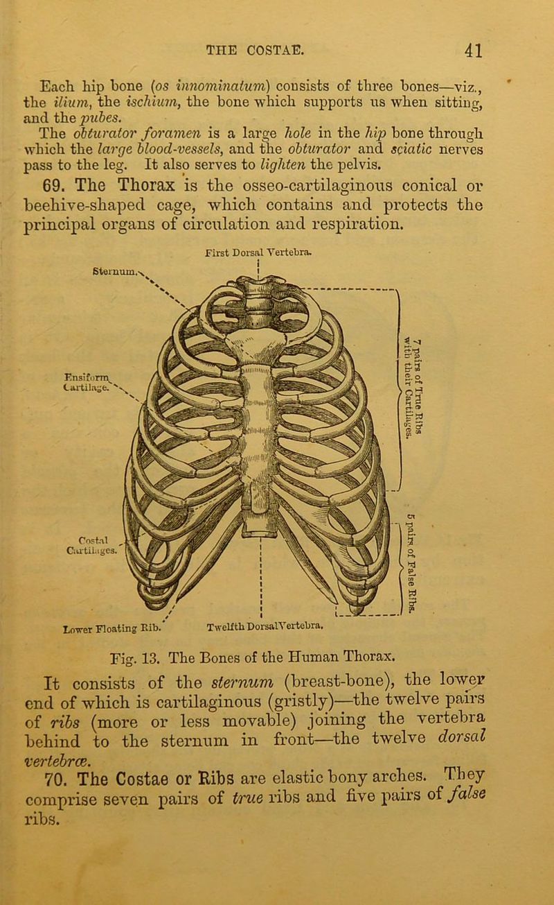 Each hip bone (os innominatum) consists of three bones—viz., the ilium, the ischium, the bone which supports us when sitting, and the pubes. The obturator foramen is a large hole in the hip bone through which the large blood-vessels, and the obturator and sciatic nerves pass to the leg. It also serves to lighten the pelvis. 69. The Thorax is the osseo-cartilaginous conical or beehive-shapecl cage, which contains and protects the principal organs of circulation and respiration. First Dorsal Vertebra. I t ■ Lorrer Floating Rib.' Twelfth DorsalVertebra. Fig. 13. The Bones of the Human Thorax. It consists of the sternum (breast-bone), the lower end of which is cartilaginous (gristly)—the twelve pairs of ribs (more or less movable) joining the vertebra behind to the sternum in front—the twelve dorsal vertebrce. _ 70. The Costae or Ribs are elastic bony arches. They comprise seven pairs of true ribs and five pairs of false ribs.