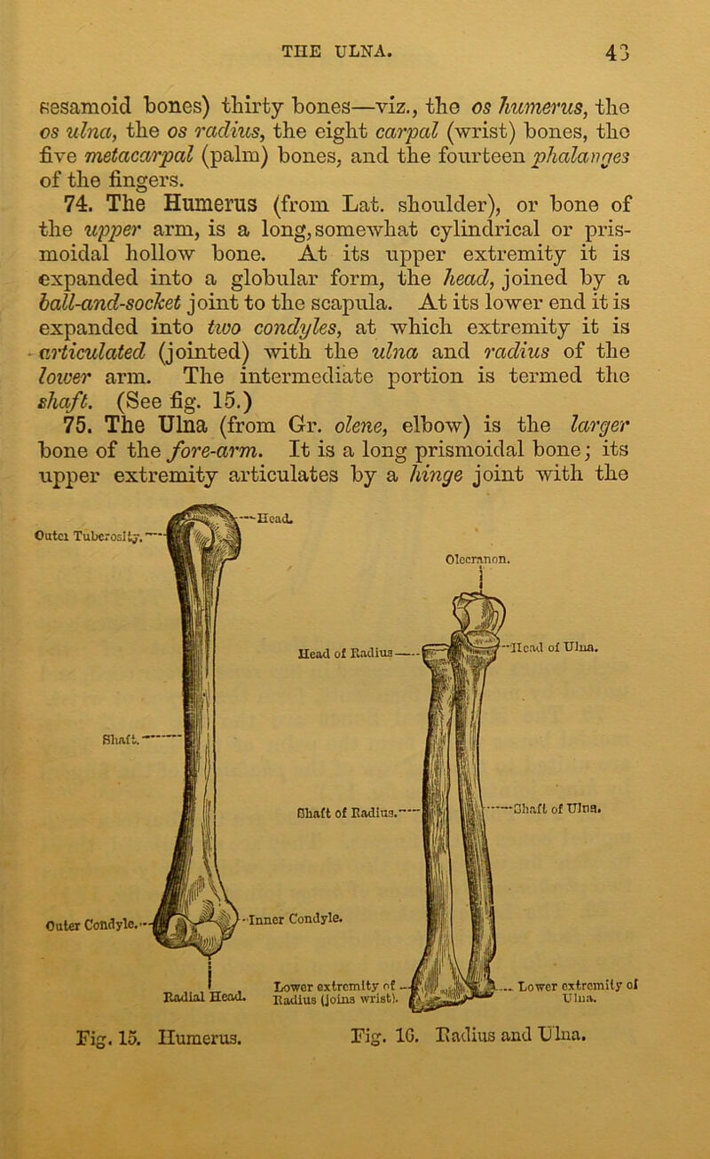 sesamoid bones) thirty bones—viz., the 05 humerus, the os ulna, the os radius, the eight carpal (wrist) bones, the five metacarpal (palm) bones, and the fourteen phalanges of the fingers. 74. The Humerus (from Lat. shoulder), or bone of the upper arm, is a long, somewhat cylindrical or pris- moidal hollow bone. At its upper extremity it is expanded into a globular form, the head, joined by a ball-and-socket joint to the scapula. At its lower end it is expanded into two condyles, at which extremity it is articulated (jointed) with the ulna and radius of the lower arm. The intermediate portion is termed the shaft. (See fig. 15.) 75. The Ulna (from Gr. olene, elbow) is the larger bone of the fore-arm. It is a long prismoidal bone; its upper extremity articulates by a hinge joint with the Outci Tuberosity. ... Lower extremity ol TJlua. Fig. 1G. radius and Ulna, Fig. 15. IIumeru3.