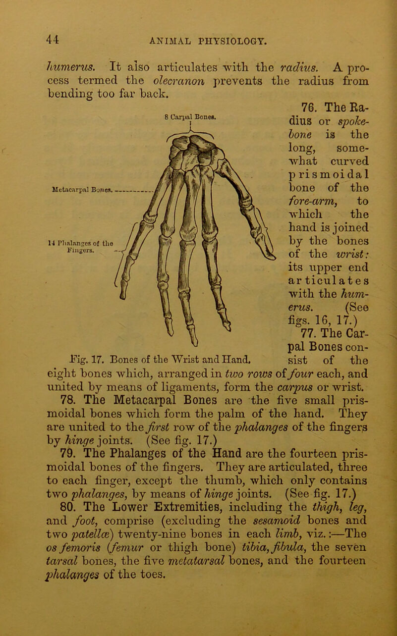 humerus. It also articulates with the radius. A pro- cess termed the olecranon prevents the radius from bending too far back. 76. The Ra- dius or spolce- bone is the long, some- what curved p ri s m oi da 1 bone of the fore-arm, to which the hand is joined by the bones of the wrist: its upper end articulates with the hum- erus. (See figs. 16, 17.) 77. The Car- pal Bones con- sist of the eight bones which, arranged in two rows of four each, and united by means of ligaments, form the carpus or wrist. 78. The Metacarpal Bones are the five small pids- moidal bones which form the palm of the hand. They are united to the first row of the phalanges of the fingers by hinge joints. (See fig. 17.) 79. The Phalanges of the Hand are the fourteen pris- moidal bones of the fingers. They are articulated, three to each finger, except the thumb, which only contains two phalanges, by means of hinge joints. (See fig. 17.) 80. The Lower Extremities, including the thigh, leg, and foot, comprise (excluding the sesamoid bones and two patellae) twenty-nine bones in each limb, viz.:—The os femoris (femur or thigh bone) tibia, fibula, the seven tarsal bones, the five metatarsal bones, and the fourteen phalanges of the toes. 8 Carpal Bones.