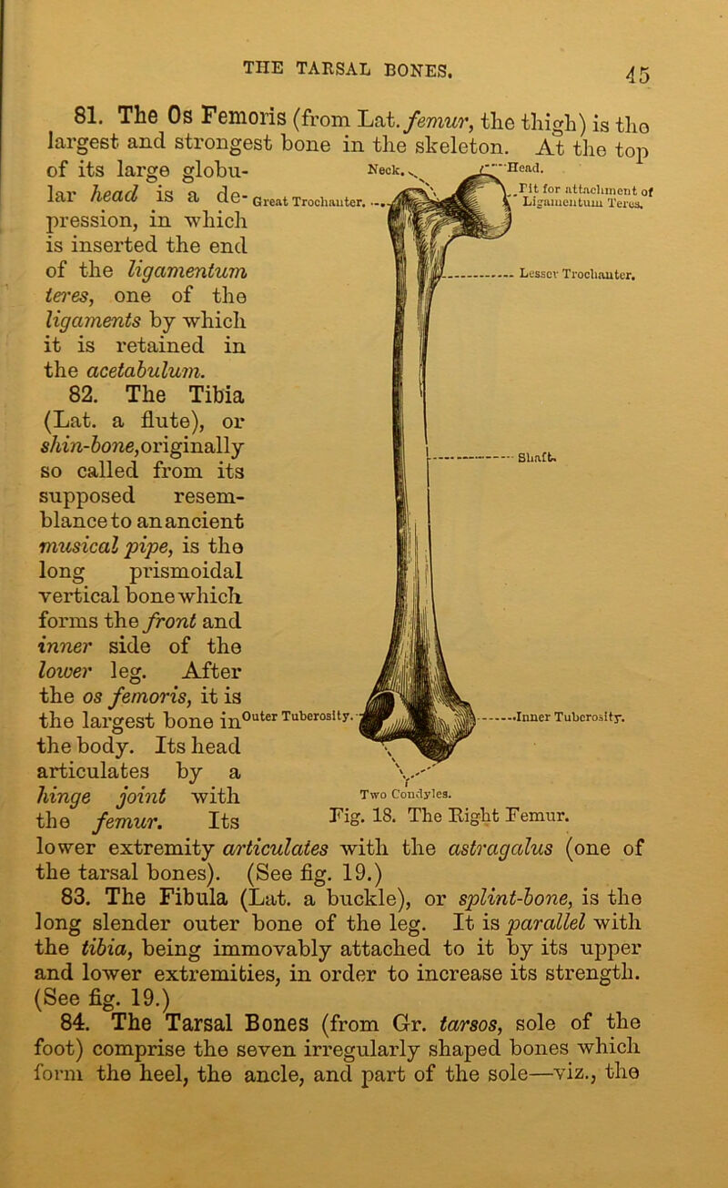 IS £1 ue* Great Trochanter. .... in which Tit for attachment of Ligamontum Teres. Lesser Trochanter. 81. The Os Femoris (from Lat .femur, the thigh) is the largest and strongest bone in the skeleton. At the top of its large globu- Neck... Head, lar head is a de pression is inserted the end of the ligamentum teres, one of the ligaments by which it is retained in the acetabulum. 82. The Tibia (Lat. a flute), or shin-bone, originally so called from its supposed resem- blance to an ancient musical pipe, is the long prismoidal vertical bone which forms the front and inner side of the loioer leg. After the os femoris, it is the largest bone in0uter Tuberosity. Shaft. Inner Tuberosity. Y Two Condyles. the body. Its head articulates by a hinge joint with the femur. Its Tig. 18. The Eight Femur. lower extremity articulates with the astragalus (one of the tarsal bones). (See fig. 19.) 83. The Fibula (Lat. a buckle), or splint-bone, is the long slender outer bone of the leg. It. is parallel with the tibia, being immovably attached to it by its upper and lower extremities, in order to increase its strength. (See fig. 19.) 84. The Tarsal Bones (from Gr. tarsos, sole of the foot) comprise the seven irregularly shaped bones which form the heel, the ancle, and part of the sole ■viz., the