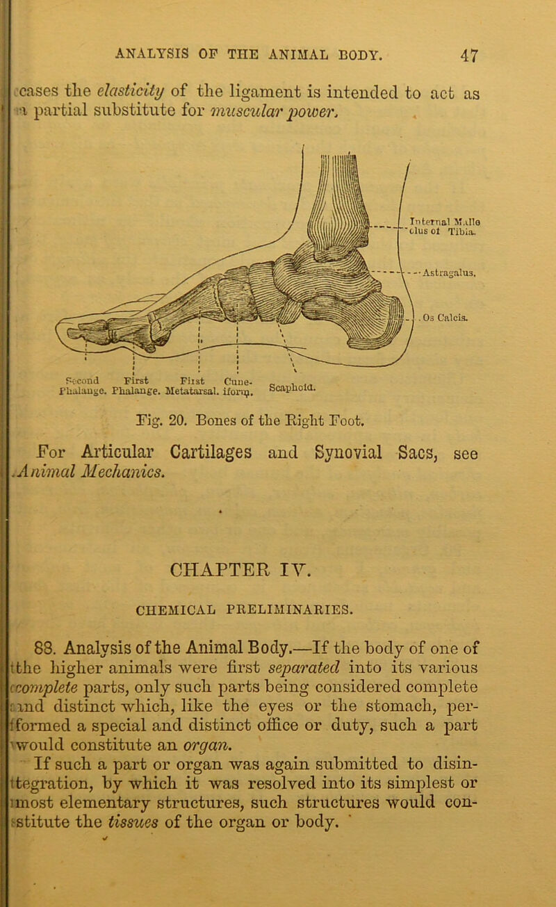 I cases the elasticity of the ligament is intended to act as | i partial substitute for muscular power. Astragalus. . Os Calcis. Second First First Cune- „ , ., Phalange. Phalange. Metatarsal, iloruj. Scaphoid. Internal M.illo olusol Tibia. Tig. 20. Bones of the Right Foot. For Articular Cartilages and .Animal Mechanics. Synovial Sacs, see CHAPTER IV. CHEMICAL PRELIMINARIES. 88. Analysis of the Animal Body.—If the body of one of tthe higher animals were first separated into its various ccomplete parts, only such parts being considered complete and distinct which, like the eyes or the stomach, per- formed a special and distinct office or duty, such a part 1 would constitute an organ. If such a part or organ was again submitted to disin- tegration, by which it was resolved into its simplest or imost elementary structures, such structures would con- stitute the tissues of the organ or body.