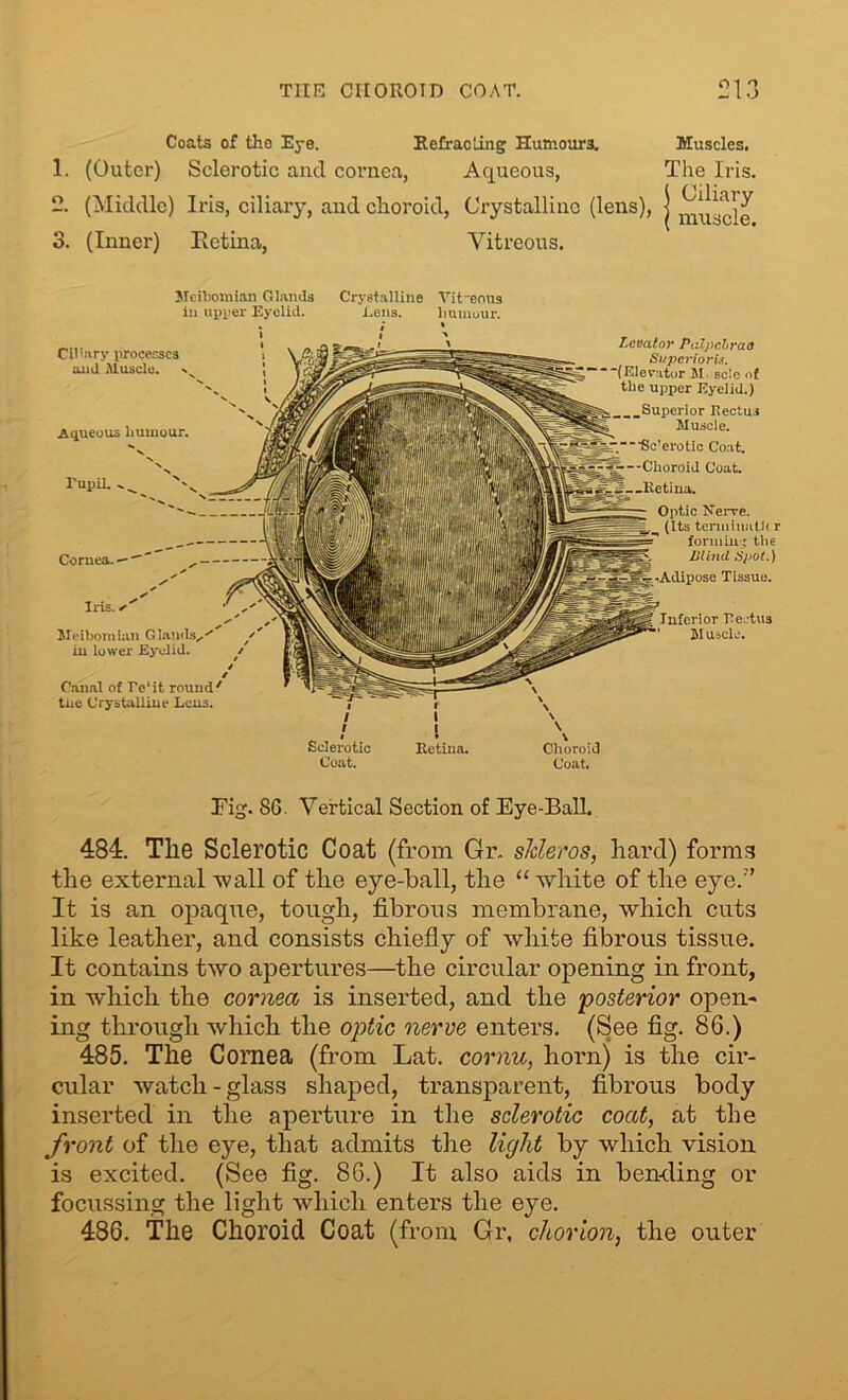 Coats of tho Eye. Refracting Humours. Muscles. 1. (Outer) Sclerotic and cornea, Aqueous, The Iris. 2. (Middle) Iris, ciliary, and clioroid, Crystalline (lens), j muscle 3. (Inner) Retina, Vitreous. Meibomian Glands Crystalline Vit'eous in upper Eyelid. Lens. humour. Ciliary processes and Muscle. - Aqueous humour. V N Pupil. ^ N'v Cornea. — Iris. Meibomian Glands,,^ in lower Eyelid. / / / Canal of re4it round7 tne Crystalline Lens. Levator Pulpcb'raa Svpciioris. ““(Elevator M sc!c of the upper Eyelid.) ..Superior Rectus Muscle. Coat. Coat. Choroid Coat. Sclerotic Coat. Retina. Inferior Rectus M uscle. Nerve. :erminati( r formin ' the Blind Spot.) -Adipose Tissue. Fig. SG. Vertical Section of Eye-Ball. 484. The Sclerotic Coat (from Gr, slcleros, hard) forma the external Avail of the eye-ball, the “ white of the eye/’ It is an opaque, tough, fibrous membrane, which cuts like leather, and consists chiefly of white fibrous tissue. It contains two apertures—the circular opening in front, in which the cornea is inserted, and the posterior open- ing through which the optic nerve enters. (See fig. 86.) 485. The Cornea (from Lat. cornu, horn) is the cir- cular watch-glass shaped, transparent, fibrous body inserted in the aperture in the sclerotic coat, at the front of the eye, that admits the light by which vision is excited. (See fig. 86.) It also aids in bending or focussing the light which enters the eye. 486. The Choroid Coat (from Gr. chorion, the outer