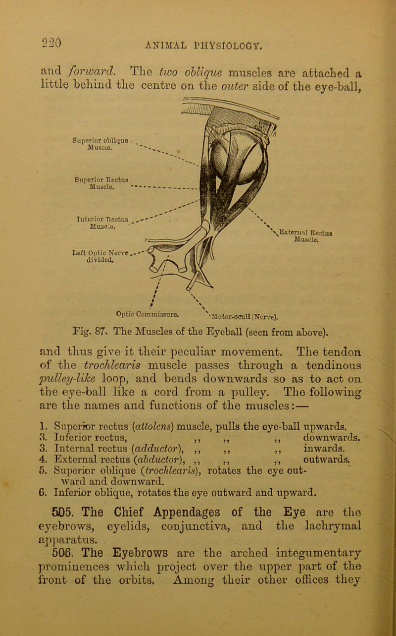and forward. The two oblique muscles are attached a little behind the centre on the outer side of the eye-ball, Tig. 87. The Muscles of the Eyeball (seen from above). and thus give it their peculiar movement. The tendon of the trochlearis muscle passes through a tendinous ;pulley-like loop, and bends downwards so as to act on the eye-ball like a cord from a pulley. The following are the names and functions of the muscles:— 1. Superior rectus (aitolens) muscle, pulls the eye-ball upwards. 3. Inferior rectus, ,, ,, ,, downwards. 3. Internal rectus [adductor), ,, ,, ,, inwards. 4. External rectus (adductor), ,, ,, ,, outwards. 5. Superior oblique (trocldearis), rotates the eye out- ward and downward. G. Inferior oblique, rotates the eye outward and upward. 505. The Chief Appendages of the Eye are the eyebrows, eyelids, conjunctiva, and the lachrymal apparatus. 506. The Eyebrows are the arched integumentary prominences which project over the upper part of the front of the orbits. Among their other offices they \ External Rectus Muscle. \ Optic Commissure. ‘Motor-OCuli (Nerve).