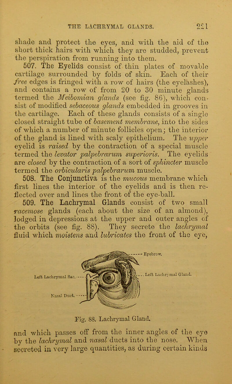 THE LACHRYMAL GLANDS. 2l1 shade and protect the eyes, and with the aid of the short thick hairs with which they are studded, prevent the perspiration from running into them. 507. The Eyelids consist of thin plates of movable cartilage surrounded by folds of skin. Each of their free edges is fringed with a row of hairs (the eyelashes), and contains a row of from 20 to 30 minute glands termed the Meibomian glands (see fig. 86), which con- sist of modified sebaceous glands embedded in grooves in the cartilage. Each of these glands consists of a single closed straight tube of basement membrane, into the sides of which a number of minute follicles open; the interior of the gland is lined with scaly epithelium. The upper eyelid is raised by the contraction of a special muscle termed the levator palpebrarum superioris. The eyelids are closed by the contraction of a sort of sphincter muscle termed the orbicularis palpebrarum muscle. 508. The Conjunctiva is the mucous membrane which first lines the interior of the eyelids and is then re- flected over and lines the front of the eye-ball. 509. The Lachrymal Glands consist of two small racemose glands (each about the size of an almond), lodged in depressions at the upper and outer angles of the orbits (see fig. 88). They secrete the lachrymal fluid which moistens and lubricates the front of the eye, and which passes off from the inner angles of the eye by the lachrymal and nasal ducts into the nose. When secreted in very large quantities, as during certain kinds