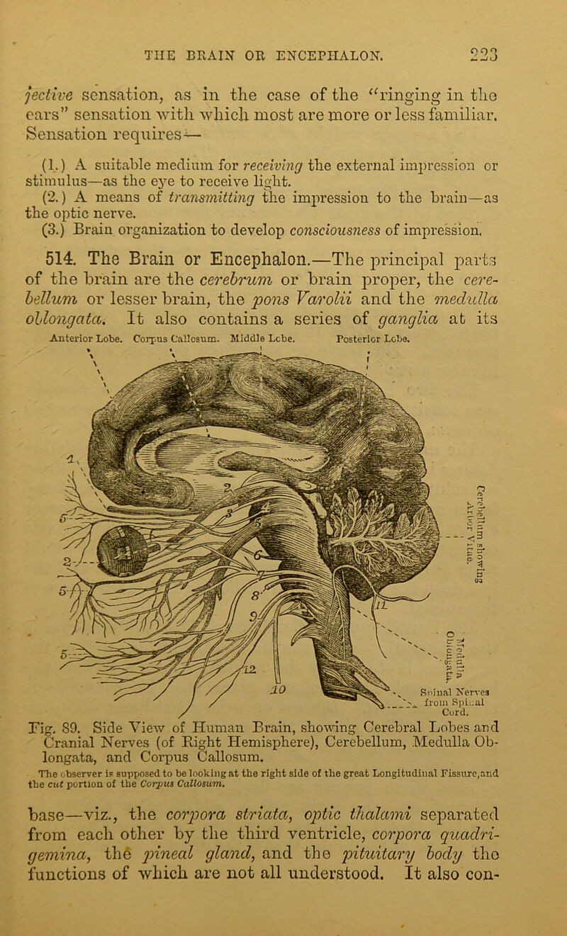 THE BRAIN OR ENCEPHALON. 09°, +- ~J O • - ^ 'N Sniual Nerves from Spinal Cord. Fig. 89. Side View of Human Brain, showing Cerebral Lobes and Cranial Nerves (of Bight Hemisphere), Cerebellum, Medulla Ob- longata, and Corpus Callosum. The observer is supposed to be looking at the right side of the great Longitudinal Fissure,and the cut portion of the Corpus Callosum. base—viz., the corpora striata, optic thalami separated from eacli other by the third ventricle, corpora quadri- gemina, the pineal gland, and the pituitary body the functions of which are not all understood. It also con- jective sensation, as in the case of the “ringing in the ears” sensation with which most are more or less familiar. Sensation requires— (1.) A suitable medium for receiving the external impression or stimulus—as the eye to receive light. (2.) A means of transmitting the impression to the brain—as the optic nerve. (3.) Brain organization to develop consciousness of impression, 514. The Brain or Encephalon.—The principal parts of the brain are the cerebrum or brain proper, the cere- bellum or lesser brain, the pons Varolii and the medulla oblongata. It also contains a series of ganglia at its Anterior Lobe. Corpus Callosum. Middle Lcbe. Posterior Lobe.