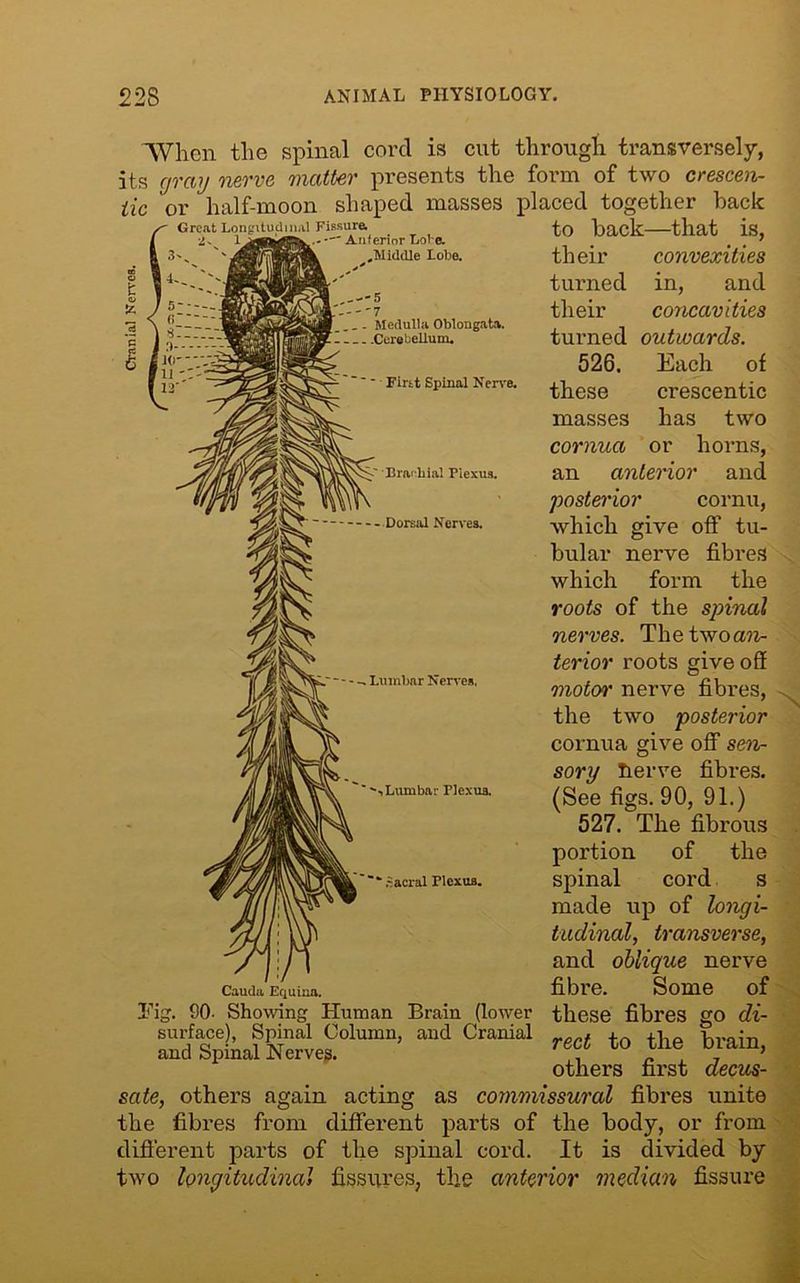AVhen the spinal cord is cut through transversely, its gray nerve matter presents the form of two crescen- tic or half-moon shaped masses placed together hack Great Longitudinal Fissure. t0 back that is, 2- ' — Anterior Lore. , # . 7 3'- 'Min .MWdie Lobe. their convexities t turned in, and £ their concavities V _ . Medulla Oblongata. 1,7 c j - - - -Cewbeunm. turned outwards. & IV-526. Each of First Spiral Nerve. these crescentic masses has two cornua or horns, S' Branhiai piexua. an anterior and posterior cornu, • Dorsal Nerves. which give off tU- bular nerve fibres which form the roots of the spinal nerves. The twoan- terior roots give oft motQr nerye fibreS) the two posterior cornua give off sen- sory Tierve fibres. ' '’LumbarPlexus. (gee figg> gj ) 527. The fibrous portion of the “ Sacral Plexus. Spinal COl'd S made up of longi- tudinal, transverse, and oblique nerve Cauda. Equina. fibre. Some of Tig. 90- Showing Human Brain (lower these fibres go di- 3SpLSe«?tamn’ a“d Cl“M «el to the brain, others first decus- sate, others again acting as commissural fibres unite the fibres from different parts of the body, or from different parts of the spinal cord. It is divided by two longitudinal fissures, the anterior median fissure