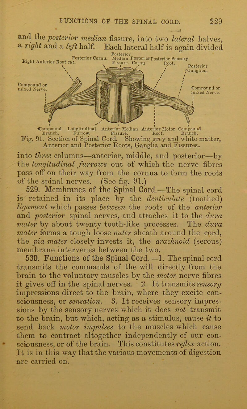 ~4 and tlie posterior median fissure, into two lateral halves, a rigid and a left half. Each lateral half is again divided Right Anterior Root cue Compound or mixed Nerve. Posterior Posterior Cornu. Median Posterior Posterior Sensory Fissure. Cornu Posterior /Ganglion, Compound or mixed Nerve. Compound Longitudinal Anterior Median Auter Branch. Furrow. Fissure. or Motor Compound Boot. Branch. Pig. 91. Section of Spinal Cord. Showing grey and white matter, Anterior and Posterior Roots, Ganglia and Pissures. into three columns—anterior, middle, and posterior—by the longitudinal furrows out of which the nerve fibres pass off on their way from the cornua to form the roots of the spinal nerves. (See fig. 91.) 529. Membranes of the Spinal Cord.—The spinal cord is retained in its place by the denticulate (toothed) ligament which passes between the roots of the anterior and posterior spinal nerves, and attaches it to the dura mater by about twenty tooth-like processes. The dura mater forms a tough loose outer sheath around the cord, the pia mater closely invests it, the arachnoid (serous) membrane intervenes between the two. 530. Functions of the Spinal Cord. —1. The spinal cord transmits the commands of the will directly from the brain to the voluntary muscles by the motor nerve fibres it gives off in the spinal nerves. 2. It transmits sensory impressions direct to the brain, where they excite con- sciousness, or sensation. 3. It receives sensory impres- sions by the sensory nerves which it does not transmit to the brain, but which, acting as a stimulus, cause it to send back motor impulses to the muscles which cause them to contract altogether independently of our con- sciousness, or of the brain. This constitutes reflex action. It is in this way that the various movements of digestion are carried on.