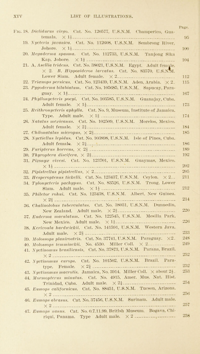 Fig. 18. 19. 20. 21. 22 99 24. 25. 26. 27. 28. 29. 30. 31. 32. 33. 34. 35. 36. 37. 38. 39. 40. 41. 42. 43. 44. 45. 46. 47. Pa«f*. Diclidurus virgo. Cat. No. 120577, U.S.N.M. Champerieo, Gua- temala. X 1£ 95 Nycteris javanica. Cat. No. 112608, U.S.N.M. Sembrong River, Johore. X 1& : 100 Megaderma spasma. Cat. No. 112733, U.S.N.M. Tanjong Sika Kap, Johore. X 1| 104 A, Asellia tridens. Cat. No. 38021, U.S.N.M. Egypt. Adult female. X 2. P, Hipposideros larvatus. Cat. No. 83570, U.S.N3NI. Lower Siam. Adult female. X 2 112 Trkmops persicus. Cat. No. 123439, U.S.N.M. Aden, Arabia. X 2_ 115 Pygoderma bilabiatum. Cat. No. 105685, U.S.N.M. Sapucay, Para- guay. X If 167 Phyllonycteris poeyi. Cat. No. 103585, U.S.N.M. Guanajay, Cuba. Adult female. X 1| 173 Reithronycteris aphylla. Cat. No. 9, Museum, Institute of Jamaica. Type. Adult male. X 1§ 174 Natalus mexicanus. Cat. No. 102509, U.S.N.M. Morelos, Mexico. Adult female. X 21 184 Chilonatalus micropus, X 2§ 185 Nyctiellus lepidus. Cat. No. 103898, U.S.N.M. Isle of Pines, Cuba. Adult female. X 2^ i 186 Furipterus horrens, X 2§ 189 Thy ropier a dlscifera, X 2§ 192 Pizonyx vivesi. Cat. No. 123701, U.S.N.M. Guaymas, Mexico. X H 202 Pipistrellus pipistrellus, X 2 205 Hesperoptenus tickelli. Cat. No. 123437, U.S.N.M. Ceylon. X 2__ 211 Tylonycteris pachypus. Cat. No. 83526, U.S.N.M. Trong, Lower Siam. Adult male. X 11 212 Philetor rohui. Cat. No. 123438, U.S.N.M. Albert, New Guinea. X 2§ 1 214 Chalinolobus tuberculatus. Cat. No. 38031, U.S.N.M. Dunnedin, New Zealand. Adult male. X 2§ 220 Euderma maculatum. Cat. No. 122545, U.S.N.M. Mesilla Park, New Mexico. Adult male. X 11 226 Kerivoula hardwickii. Cat. No. 141591, U.S.N.M. Western Java. Adult male. X 2§ 233 Molossops planirostris. Cat. No. 37741, U.S.N.M. Paraguay. X2_ 248 Molossops temminckii. No. 4530. Miller Coll. X 2 249 Nyctinomus brasiliensis. Cat. No. 37873, U.S.N.M. Parana, Brazil. X 2 252 Nyctinomus europs. Cat. No. 101502, U.S.N.M. Brazil. Para- type. Female. X 2| 252 Nyctinomus macrotis. Jamaica, No. 3914. Miller Coll. X about 21 _ 253 Mormopterus minutus. Cat. No. 4915, Amer. Mus. Nat. Hist. Trinidad, Cuba. Adult male. X 2\ 254 Eumops californicus. Cat. No. 88451, U.S.N.M. Tucson, Arizona. o 2d6 Eumops abrasus. Cat. No. 37456, U.S.N.M. Surinam. Adult male. X 2 257 Eumops nanus. Cat. No. 0.7.11.99, British Museum. Bogava. Chi- riqui, Panama. Type Adult male. X 2 258