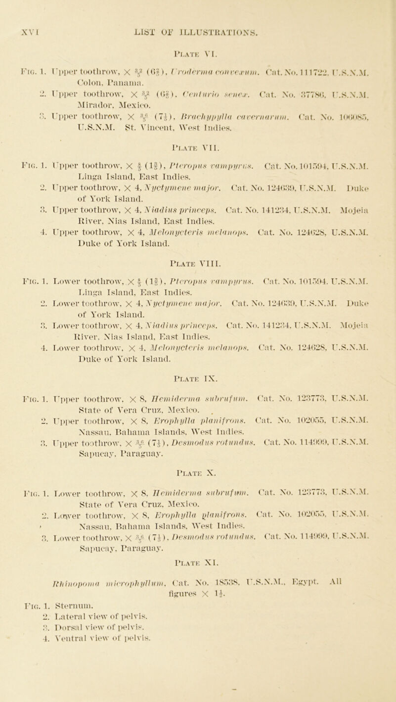 Fig. 1. Fig. 1, o O. 4. Fig. 1. 9 4. Plate VI. Upper tootlirow, X Vp (G§), Eroderma convexum. Cat. No. 11172*4, U.S.X.M. Colon, Panama. Upper tootlirow, X -\2 (Of), Centurio sene.r. Cat. No. 87780, U.S.X.M. Mira dor, Mexico. Upper tootlirow, X ^ (7|), Iirachypylla cavern arum. Cat. No. 100085, U.S.X.M. St. Vincent, West Indies. Plate VII. Upper tootlirow, X f- (If), Pteropus vampyru.s\ Cat. No. 101594, U.S.X.M. Linga Island, East Indies. Upper tootlirow, X 4. Nyctymene major. Cat. No. 124089, U.S.X.M. Duke of York Island. Upper tootlirow, X 4, Xiadius princeps. Cat. No. 141234, U.S.X.M. Mojeia River, Nias Island, East Indies. Upper tootlirow, X 4, Melonycteris melanops. Cat. No. 124028, U.S.X.M. Duke of York Island. Plate VIII. Lower tootlirow, X f (If), Pteropus vampyrus. Cat. No. 101594. U.S.X.M. Linga Island, East Indies. Lower tootlirow, X 4, 'Nyctymene major. Cat. No. 124039, U.S.X.M. Duke of York Island. Lower tootlirow, X 4, Xiadius princeps. Cat. No. 141234, U.S.X.M. Mojeia River, Nias Island, East Indies. Lower tootlirow, X 4, Melonycteris melanops. Cat. No. 124028, U.S.X.M. Duke of York Island. Plate IX. Fig. 1. Upper tootlirow. X 8, Hemiderma suhrufnm. Cat. No. 123773, U.S.X.M. State of Vera Cruz, Mexico. 2. Upper tootlirow, X 8, Eropliylla plantfrotis. Cat. No. 102055, U.S.X.M. Nassau, Bahama Islands, West Indies. 8. Upper tootlirow, X -3j- (7f), Desmodus rotundas. Cat. No. 114999, U.S.X.M. Sapucay, Paraguay. Plate X. Fig. 1. Lower tootlirow, X 8, Hemiderma subrufwn. Cat. No. 128773. I .S.X.M. State of Vera Cruz, Mexico. 2. Lower tootlirow, X S, Eropliylla planifrons. Cat. No. 102055, I .S.X.M. a Nassau, Bahama Islands, West Indies. 8 Lower tootlirow, X -V6- (74), Desmodus rotundas. Cat. No. 114999, U.S.X.M. Sapucay, Paraguay. Plate XI. Rlrinopoma mierophyllum, Cat. No. 18538. figures X 1L U.S.X.M., Egypt. Fig. 1. Sternum. 2. Lateral view of pelvis. 3. Dorsal view of pelvis. 4. Ventral view of pelvis. All