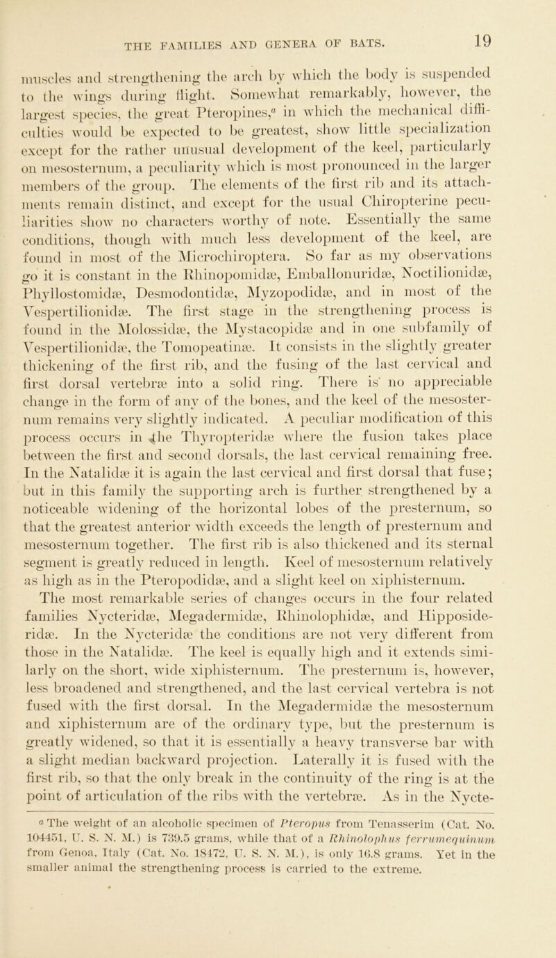 muscles and strengthening the arch by which the body is suspended to the wings during flight. Somewhat remarkably, however, the largest species, the great Pteropines,® in which the mechanical diffi- culties would be expected to be greatest, show little specialization except for the rather unusual development of the keel, particularly on mesosternum, a peculiarity which is most pronounced in the larger members of the group. The elements of the first rib and its attach- ments remain distinct, and except for the usual Chiropterine pecu- liarities show no characters worthy of note. Essentially the same conditions, though with much less development of the keel, are found in most of the Microchiroptera. So far as my observations go it is constant in the Rhinopomidae, Emballonuridae, Noctilionidae, Phyllostomidae, Desmodontkke, Myzopodidae, and in most of the Vespertilionidae. The first stage in the strengthening process is found in the Molosskke, the Mystacopidae and in one subfamily of Vespertilionidae, the Tomopeatinae. It. consists in the slightly greater thickening of the first rib, and the fusing of the last cervical and first dorsal vertebrae into a solid ring. There is' no appreciable change in the form of anv of the bones, and the keel of the mesoster- mini remains very slightly indicated. A peculiar modification of this process occurs in ^the Thyropteridae where the fusion takes place between the first and second dorsals, the last cervical remaining free. In the Natalidse it is again the last cervical and first dorsal that fuse; but in this family the supporting arch is further strengthened by a noticeable widening of the horizontal lobes of the presternum, so that the greatest anterior width exceeds the length of presternum and mesosternum together. The first rib is also thickened and its sternal segment is greatly reduced in length. Keel of mesosternum relatively as high as in the Pteropodidae, and a slight keel on xiphisternum. The most remarkable series of changes occurs in the four related families Nycteridae, Megadermidae, Rhinolophidae, and Ilipposide- the conditions are not very different from those in the Natalidse. The keel is equally high and it extends simi- larly on the short, wide xiphisternum. The presternum is, however, less broadened and strengthened, and the last cervical vertebra is not fused with the first dorsal. In the Megadermidae the mesosternum and xiphisternum are of the ordinary type, but the presternum is greatlv widened, so that it is essentiallv a heavy transverse bar with a slight median backward projection. Laterally it is fused with the first rib, so that the only break in the continuity of the ring is at the point of articulation of the ribs with the vertebrae. As in the Nycte- ridae. In the Nycteridae a The weight of an alcoholic specimen of Pteropus from Tenasserim (Cat. No. 104451, U. S. N. M.) is 739.5 grams, while that of a Rhinolophus ferrumcquinum from Genoa, Italy (Cat. No. 18472, U. S. N. M.), is only 16.8 grams. Yet in the smaller animal the strengthening process is carried to the extreme.
