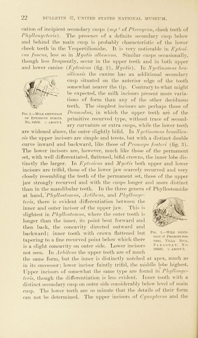 99 Fig. 2.—Milk dentition of Eptesicus fuscus. No. 84550. x about 4. cation of incipient secondary cusps (mp 2 of Pteroycon, cheek teeth of Phyllonycteris). The presence of a definite secondary cusp below and behind the main cusp is probably characteristic of the lower cheek teeth in the Vespertilionnke. It is very noticeable in Eptesi- cus fuscus, less so in Myotis albescens. Similar cusps occasionally, though less frequently, occur in the upper teeth and in both upper and lower canine (Eptesicus (fig. 2), Myotis). In Nyctinomus bra- siliensis the canine has an additional secondary cusp situated on the anterior edge of the tooth somewhat nearer the tip. Contrary to what might be expected, the milk incisors present more varia- tions of form than any of the other deciduous teeth. The simplest incisors are perhaps those of Desmodus, in which the upper teeth are of the primitive recurved type, without trace of second- ary curvature or extra cusps, while the lower teeth are widened above, the outer slightly bifid. In Nyctinomus brasilien- sis the upper incisors are simple and terete, but with a distinct double curve inward and backward, like those of Promops fosteri (fig. 3). The lower incisors are, however, much like those of the permanent set, with well differentiated, flattened, bifid crowns, the inner lobe dis- tinctly the larger. In Eptesicus and Myotis both upper and lower incisors are trifid, those of the lower jaw scarcely recurved and very closely resembling the teeth of the permanent set, those of the upper jaw strongly recurved and with the cusps longer and more distinct than in the mandibular teeth. In the three genera of Phyllostomidse at hand, Phyllostomus, Artibeus, and Pliyllonyc- teris, there is evident differentiation behveen the inner and outer incisor of the upper jaw. This is slightest in Phyllostomus, where the outer tooth is longer than the inner, its point bent forward and then back, the concavity directed outward and backward; inner tooth with crown flattened but tapering to a fine recurved point below which there is a slight concavity on outer side. Lower incisors not seen. In Arbiteus the upper teeth are of much the same form, but the inner is distinctly notched at apex, much as in its successor; lower incisor faintly trifid, the middle lobe highest. Upper incisors of somewhat the same type are found in Phyllonyc- teris, though the differentiation is less evident. Inner tooth with a distinct secondary cusp on outer side considerably below level of main cusp. The lower teeth are so minute that the details of their form can not be determined. The upper incisors of Cynopterus and the Fig. 3.—Milk denti- tion of Promops fos- teri, Villa Rica, Paraguay. No.