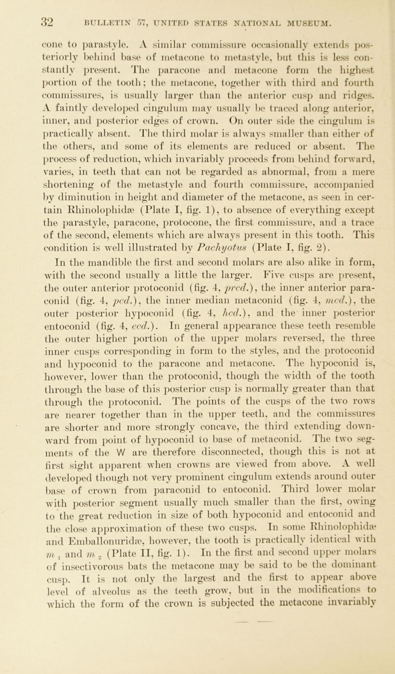 cone to parastyle. A similar commissure occasionally extends pos- teriorly behind base of metacone to metastyle, but this is less con- stantly present. The paracone and metacone form the highest portion of the tooth; the metacone, together with third and fourth commissures, is usually larger than the anterior cusp and ridges. A faintly developed cingulum may usually be traced along anterior, inner, and posterior edges of crown. On outer side the cingulum is practically absent. The third molar is always smaller than either of the others, and some of its elements are reduced or absent. The process of reduction, which invariably proceeds from behind forward, varies, in teeth that can not be regarded as abnormal, from a mere shortening of the metastyle and fourth commissure, accompanied by diminution in height and diameter of the metacone, as seen in cer- tain Rhinolophidse (Plate I, fig. 1), to absence of everything excejDt the parastyle, paracone, protocone, the first commissure, and a trace of the second, elements which are always present in this tooth. This condition is well illustrated by Pachyotus (Plate I, fig. 2). In the mandible the first and second molars are also alike in form, with the second usually a little the larger. Five cusps are present, the outer anterior protoconid (fig. I, prccl.), the inner anterior para- conid (fig. 4, pcd.), the inner median metaconid (fig. 4, met/.), the outer posterior hypoconid (fig. 4, Aec/.), and the inner posterior entoconid (fig. 4, ecd.). In general appearance these teeth resemble the outer higher portion of the upper molars reversed, the three inner cusps corresponding in form to the styles, and the protoconid and hypoconid to the paracone and metacone. The hypoconid is, however, lower than the protoconid, though the width of the tooth through the base of this posterior cusp is normally greater than that through the protoconid. The points of the cusps of the two rows are nearer together than in the upper teeth, and the commissures are shorter and more strongly concave, the third extending down- ward from point of hypoconid to base of metaconid. The two seg- ments of the W are therefore disconnected, though this is not at first sight apparent when crowns are viewed from above. A well developed though not very prominent cingulum extends around outer base of crown from paraconid to entoconid. Third lower molar with posterior segment usually much smaller than the first, owing to the great reduction in size of both hypoconid and entoconid and the close approximation of these two cusps. In some Rhinolophida? and Emballonuridfe, however, the tooth is practically identical with m , and m 2 (Plate II, fig. 1). In the first and second upper molars of insectivorous bats the metacone may be said to be the dominant cusp. It is not only the largest and the first to appear above level of alveolus as the teeth grow, but in the modifications to which the form of the crown is subjected the metacone invariably