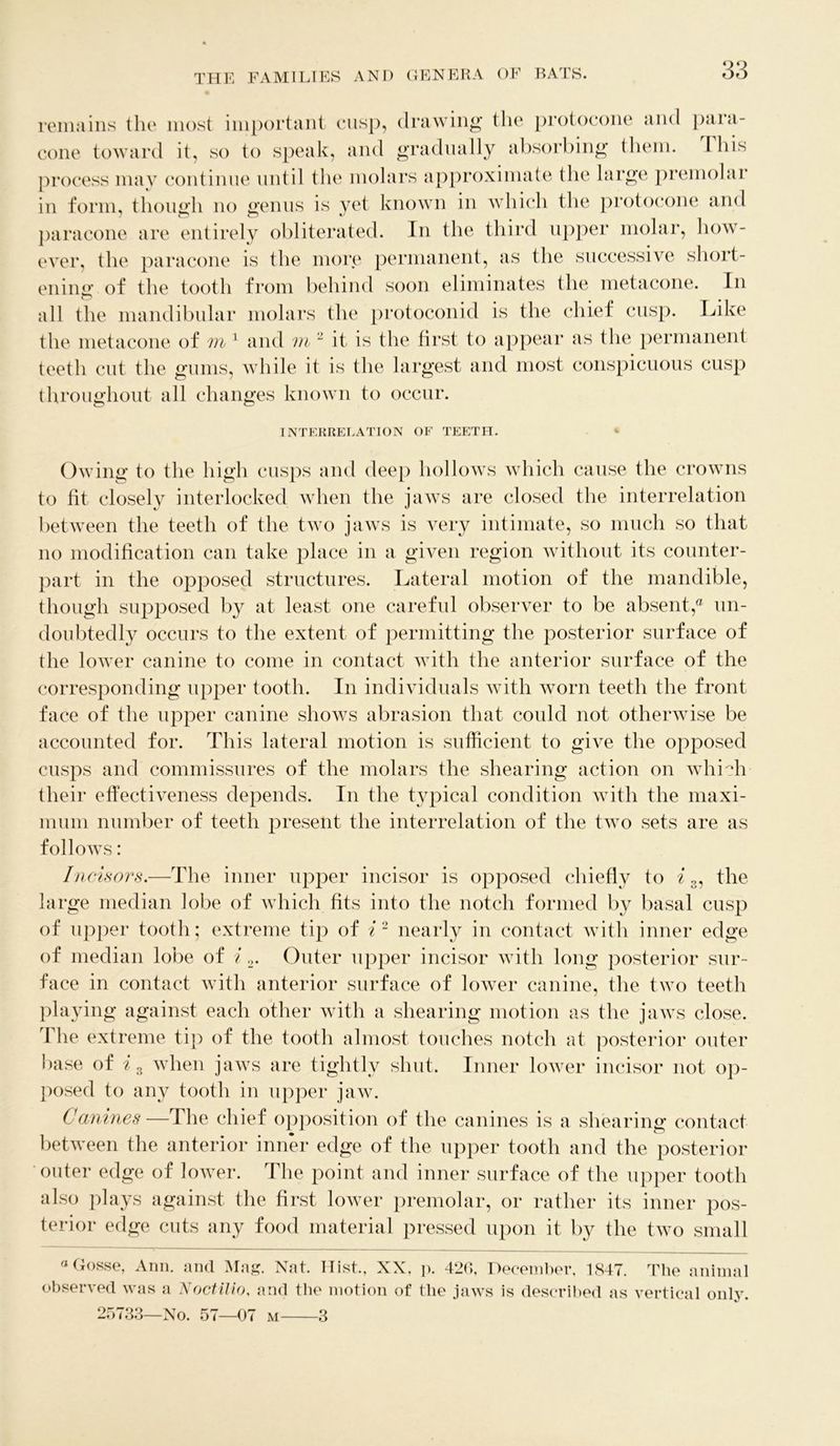 remains the most important cusp, drawing the protocone and para- cone toward it, so to speak, and gradually absorbing them. I his process may continue until the molars approximate the large premolar in form, though no genus is yet known in which the protocone and paracone are entirely obliterated. In the third upper molar, how- ever, the paracone is the more permanent, as the successive short- ening of the tooth from behind soon eliminates the metacone. In o all the mandibular molars the protoconid is the chief cusp. Like the metacone of m 1 and in 2 it is the first to appear as the permanent teeth cut the gums, while it is the largest and most conspicuous cusp throughout all changes known to occur. INTERRELATION OF TEETH. Owing to the high cusps and deep hollows which cause the crowns to fit closelv interlocked when the jaws are closed the interrelation between the teeth of the two jaws is very intimate, so much so that no modification can take place in a given region without its counter- part in the opposed structures. Lateral motion of the mandible, though supposed by at least one careful observer to be absent,® un- doubtedly occurs to the extent of permitting the posterior surface of the lower canine to come in contact with the anterior surface of the corresponding upper tooth. In individuals with worn teeth the front face of the upper canine shows abrasion that could not otherwise be accounted for. This lateral motion is sufficient to give the opposed cusps and commissures of the molars the shearing action on which their effectiveness depends. In the typical condition with the maxi- mum number of teeth present the interrelation of the two sets are as follows: In .cisors.—The inner upper incisor is opposed chiefly to i 3, the large median lobe of which fits into the notch formed by basal cusp of upper tooth; extreme tip of i'1 nearly in contact with inner edge of median lobe of i 2. Outer upper incisor with long posterior sur- face in contact with anterior surface of lower canine, the two teeth playing against each other with a shearing motion as the jaws close. The extreme tip of the tooth almost touches notch at posterior outer base of i3 when jaws are tightly shut. Inner lower incisor not op- posed to any tooth in upper jaw. Canines —rI he chief opposition of the canines is a shearing contact between the anterior inner edge of the upper tooth and the posterior outer edge of lower. The point and inner surface of the upper tooth also plays against the first lower premolar, or rather its inner pos- terior edge cuts any food material pressed upon it by the two small a Gosse, Ann. and Mag. Nat. Hist., XX, p. 426, December, 1847. The animal observed was a Noctilio, and the motion of the jaws is described as vertical only. 25733—No. 57—07 m 3