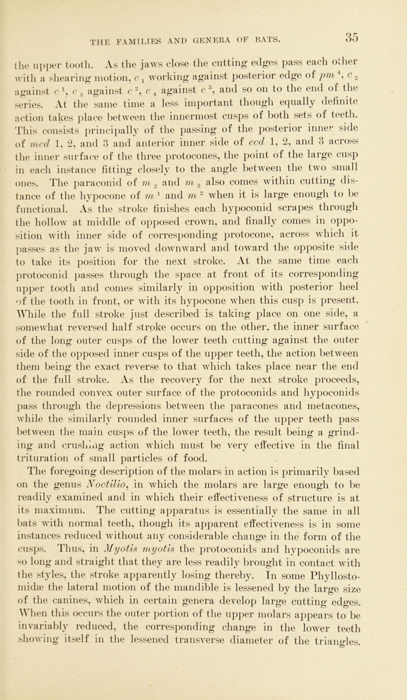 the upper tooth. As the jaws close the cutting edges pass each other with a shearing motion, c x working against posterior edge of pm4, c 2 against c1, c3 against c 2, c 4 against c 3, and so on to the end of the series. At the same time a less important though equally definite action takes place between the innermost cusps of both sets of teeth. This consists principally of the passing of the posterior inner side of mcd 1, 2, and 3 and anterior inner side of ecd 1, 2, and 3 across the inner surface of the three protocones, the point of the large cusp in each instance fitting closely to the angle between the two small ones. The paraconid of m 3 and m 3 also comes within cutting dis- tance of the hypocone of m 1 and m 2 when it is large enough to be functional. As the stroke finishes each hypoconid scrapes through the hollow at middle of opposed crown, and finally comes in oppo- sition with inner side of corresponding protocone, across which it passes as the jaw is moved downward and toward the opposite side to take its position for the next stroke. At the same time each protoconid passes through the space at front of its corresponding upper tooth and comes similarly in opposition with posterior heel of the tooth in front, or with its hypocone when this cusp is present. While the full stroke just described is taking place on one side, a somewhat reversed half stroke occurs on the other, the inner surface of the long outer cusps of the lower teeth cutting against the outer side of the opposed inner cusps of the upper teeth, the action between them being the exact reverse to that which takes place near the end of the full stroke. As the recovery for the next stroke proceeds, the rounded convex outer surface of the protoconids and hypoconids pass through the depressions between the paracones and metacones, while the similarly rounded inner surfaces of the upper teeth pass between the main cusps of the lower teeth, the result being a grind- ing and crushing action which must be very effective in the final trituration of small particles of food. The foregoing description of the molars in action is primarily based on the genus Noctilio, in which the molars are large enough to be readily examined and in which their effectiveness of structure is at its maximum. The cutting apparatus is essentially the same in all bats with normal teeth, though its apparent effectiveness is in some instances reduced without any considerable change in the form of the cusps. Thus, in Myotis myotis the protoconids and hypoconids are so long and straight that they are less readily brought in contact with the styles, the stroke apparently losing thereby. In some Phyllosto- midse the lateral motion of the mandible is lessened bv the larsre size of the canines, which in certain genera develop large cutting edges. When this occurs the outer portion of the upper molars appears to be ariably reduced, the corresponding change in the lower teeth showing itself in the lessened transverse diameter of the triamdes to k