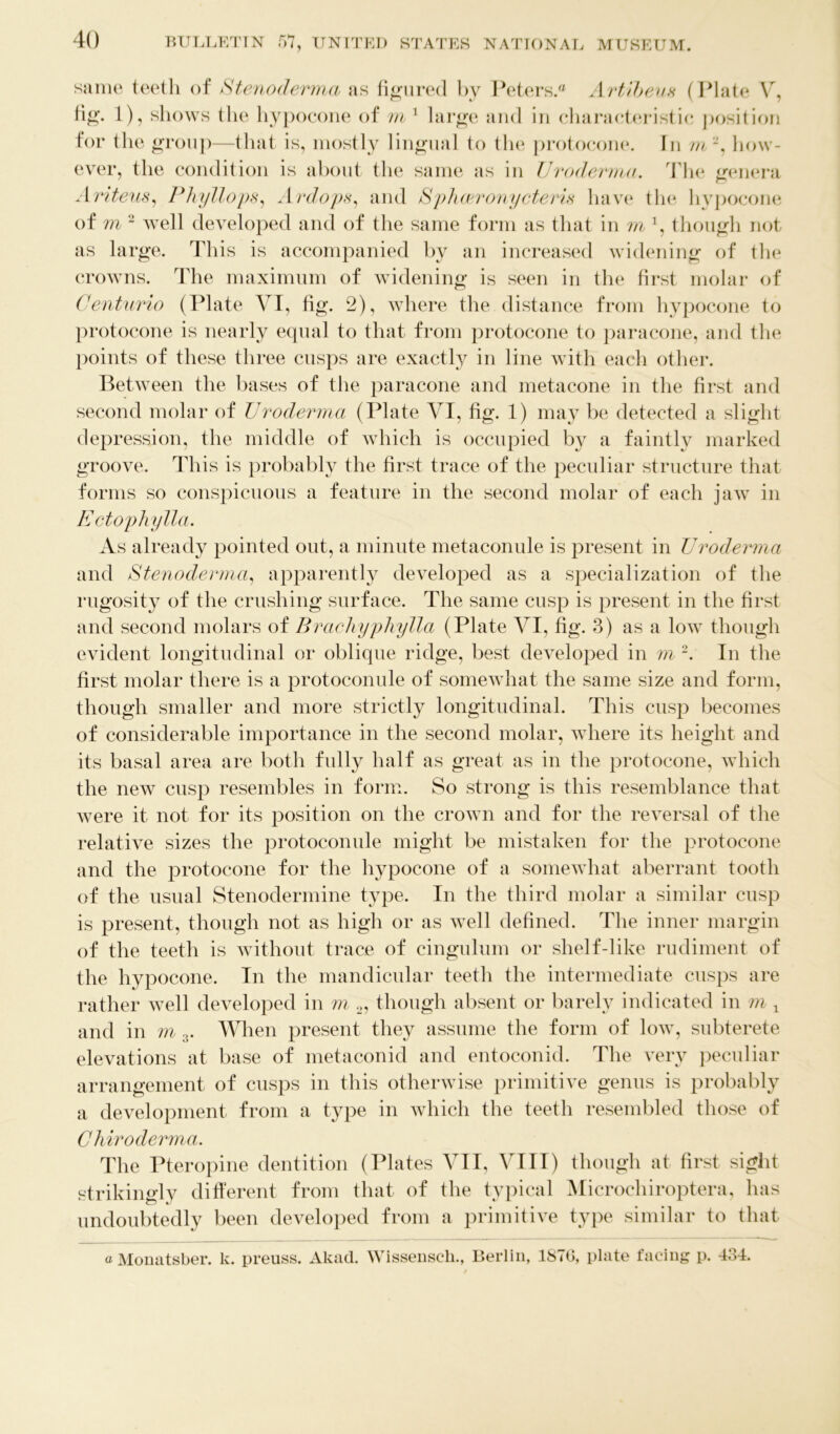 same teeth of Stenoderma as figured by Peters.® Artibeus (Plate V, fig. 1), shows the hypocone of m 1 large and in characteristic position for the group—that is, mostly lingual to the protocone. In m how- ever, the condition is about the same as in TJroderma. The genera Ariteus, Phyllops, Ardops, and Sphceronycteris have tlie hypocone of m - well developed and of the same form as that in m *, though not as large. This is accompanied by an increased widening of the crowns. The maximum of widening is seen in the first molar of Centurio (Plate VI, fig. 2), where the distance from hypocone to protocone is nearly equal to that from protocone to paracone, and the points of these three cusps are exactly in line with each other. Between the bases of the paracone and metacone in the first and second molar of TJroderma (Plate VI, fig. 1) may be detected a slight depression, the middle of which is occupied by a faintly marked groove. This is probably the first trace of the peculiar structure that forms so conspicuous a feature in the second molar of each jaw in Ectophylla. As already pointed out, a minute metaconule is present in TJroderma and Stenoderma, apparently developed as a specialization of the rugosity of the crushing surface. The same cusp is present in the first and second molars of Brachyphylla (Plate VI, fig. 3) as a low though evident longitudinal or oblique ridge, best developed in m 2. In the first molar there is a protoconule of somewhat the same size and form, though smaller and more strictly longitudinal. This cusp becomes of considerable importance in the second molar, where its height and its basal area are both fully half as great as in the protocone, which the new cusp resembles in form. So strong is this resemblance that were it not for its position on the crown and for the reversal of the relative sizes the protoconule might be mistaken for the protocone and the protocone for the hypocone of a somewhat aberrant tooth of the usual Stenodermine type. In the third molar a similar cusp is present, though not as high or as well defined. The inner margin of the teeth is without trace of cingulum or shelf-like rudiment of the hypocone. In the mandicular teeth the intermediate cusps are rather well developed in m 2, though absent or barely indicated in m x and in m 3. When present they assume the form of low, subterete elevations at base of metaconid and entoconid. The very peculiar arrangement of cusps in this otherwise primitive genus is probably a development from a type in which the teeth resembled those of Chiroderma. The Pteropine dentition (Plates VII, VIII) though at first > i^ht strikingly different from that of the typical Microcliiroptera, has undoubtedly been developed from a primitive type similar to that a Monatsber. k. preuss. Akad. Wissensch., Berlin, 1870, plate facing p. 404.