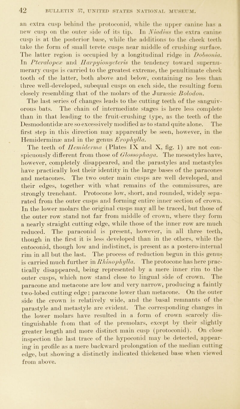 an extra cusp behind the protoconid, while the upper canine has a new cusp on the outer side of its tip. In Niadius the extra canine cusp is at the posterior base, while the additions to the cheek teeth take the form of small terete cusps near middle of crushing surface. The latter region is occupied by a longitudinal ridge in Dobsonia. In Pteralopex and Ilarpyionycteris the tendency toward supernu- merary cusps is carried to the greatest extreme, the penultimate cheek tooth of the latter, both above and below, containing no less than three well-developed, subequal cusps on each side, the resulting form closely resembling that of the molars of the Jurassic Bolodon. The last series of changes leads to the cutting teeth of the sanguiv- orous bats. The chain of intermediate stages is here less complete than in that leading to the fruit-crushing type, as the teeth of the Desmodontidae are so excessively modified as to stand quite alone. The first step in this direction may apparently be seen, however, in the Hemiderminae and in the genus Erophylla. The teeth of IIemiderma (Plates IX and X, fig. 1) are not con- spicuously different from those of Glossopliaga. The mesostyles have, however, completely disappeared, and the parastyles and metastyles have practically lost their identity in the large bases of the paracones and metacones. The two outer main cusps are well developed, and their edges, together with what remains of the commissures, are strongly trenchant. Protocone low, short, and rounded, widely sepa- rated from the outer cusps and forming entire inner section of crown. In the lower molars the original cusps may all be traced, but those of the outer row stand not far from middle of crown, where they form a nearly straight cutting edge, while those of the inner row are much reduced. The paraconid is present, however, in all three teeth, though in the first it is less developed than in the others, while the entoconid, though low and indistinct, is present as a postero-internal rim in all but the last. The process of reduction begun in this genus is carried much further in Rhinophylla. The protocone has here prac- tically disappeared, being represented by a mere inner rim to the outer cusps, which now stand close to lingual side of crown. The paracone and metacone are low and very narrow, producing a faintly two-lobed cutting edge; paracone lower than metacone. On the outer side the crown is relatively wide, and the basal remnants of the parastyle and metastyle are evident. The corresponding changes in the lower molars have resulted in a form of crown scarcely dis- tinguishable fiom that of the premolars, except by their slightly greater length and more distinct main cusp (protoconid). On close inspection the last trace of the hypoconid may be detected, appear- ing in profile as a mere backward prolongation of the median cutting edge, but showing a distinctly indicated thickened base when viewed from above.